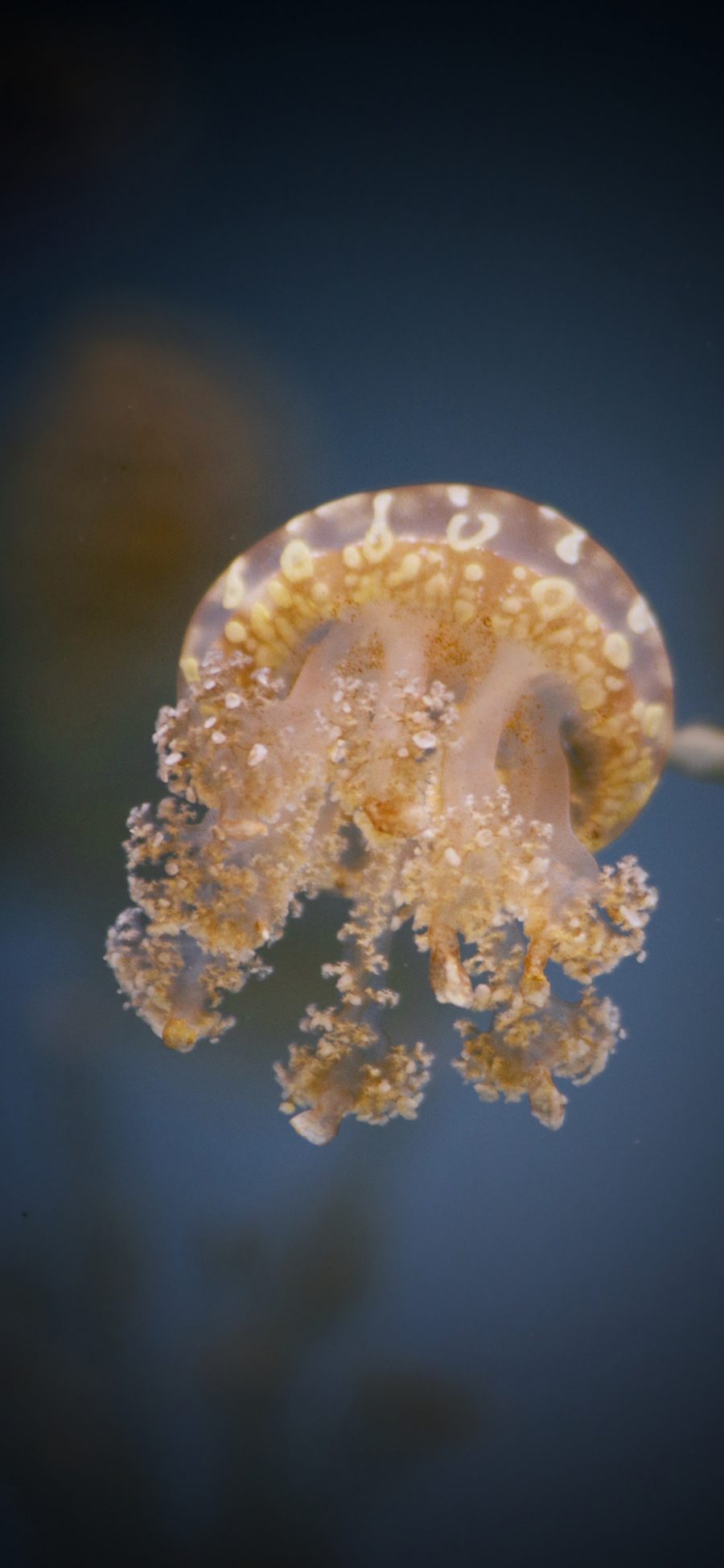 [2436×1125]水母 触手 软体 海洋生物 苹果手机壁纸图片