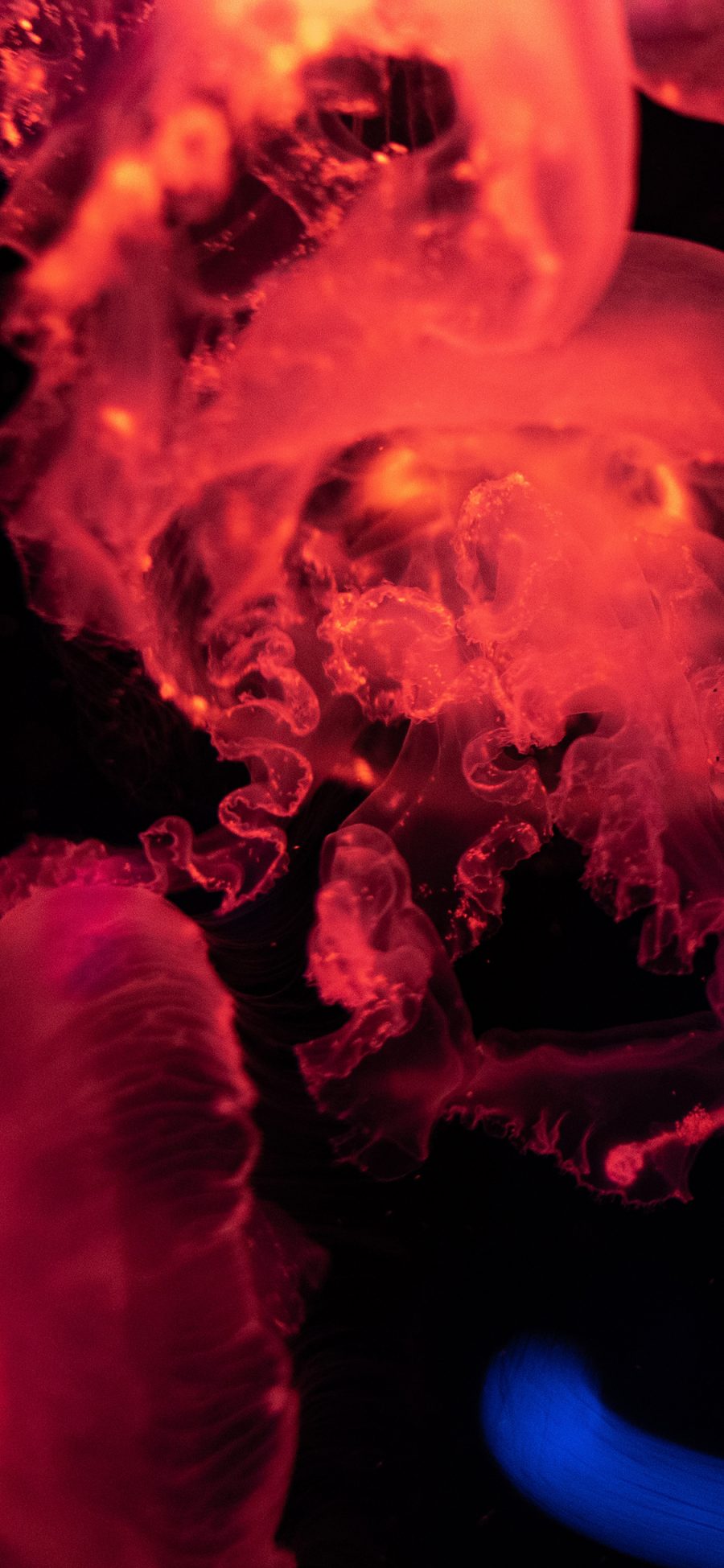 [2436×1125]水母 透明 光照 水生 海蜇 苹果手机壁纸图片