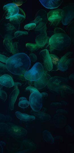 [2436x1125]水母 透明 密集 浮游 苹果手机壁纸图片