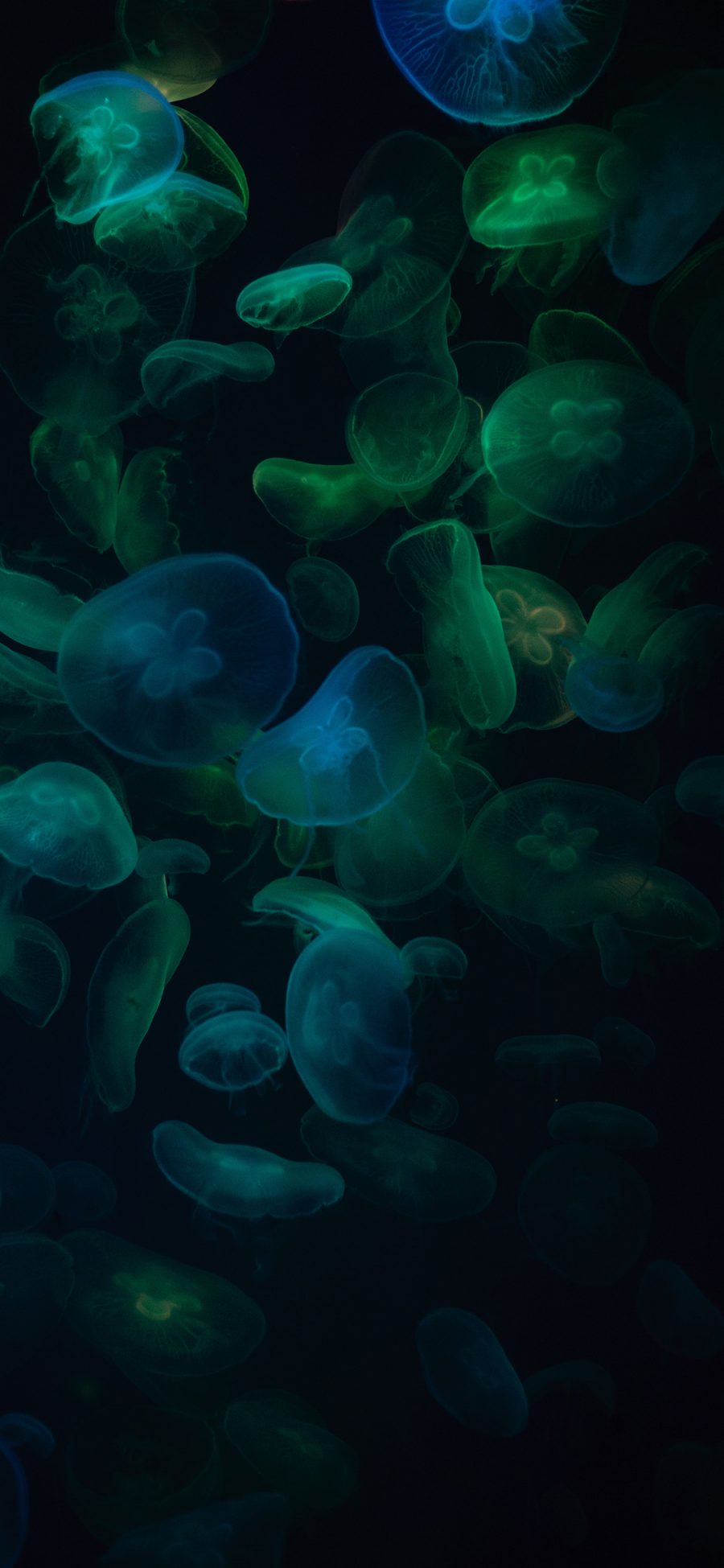 [2436×1125]水母 透明 密集 浮游 苹果手机壁纸图片
