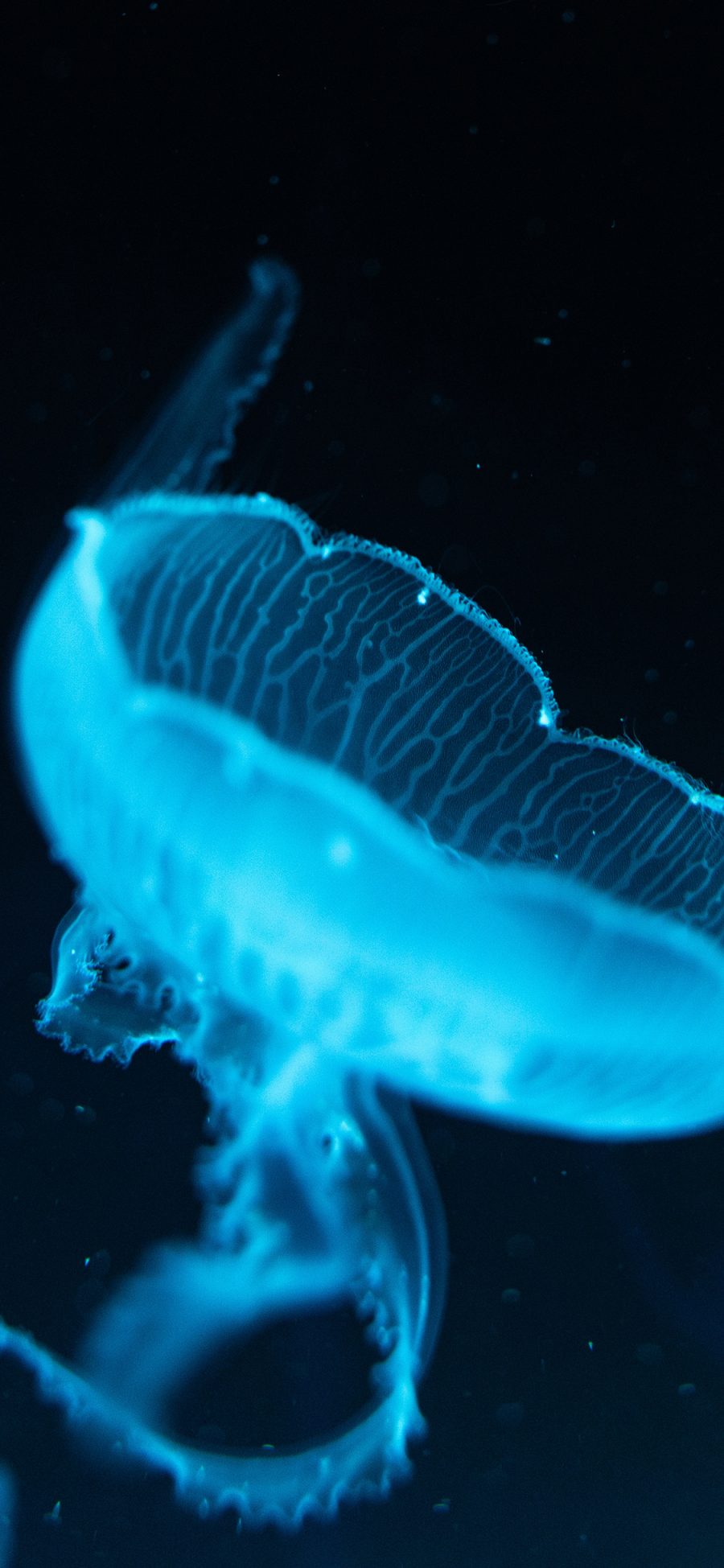 [2436×1125]水母 透明 水生 触手  海蜇 苹果手机壁纸图片