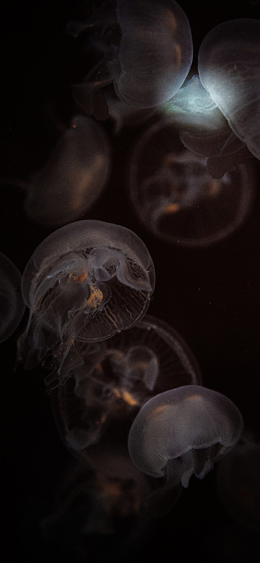 [2436×1125]水母 透明 浮游 海洋生物 苹果手机壁纸图片