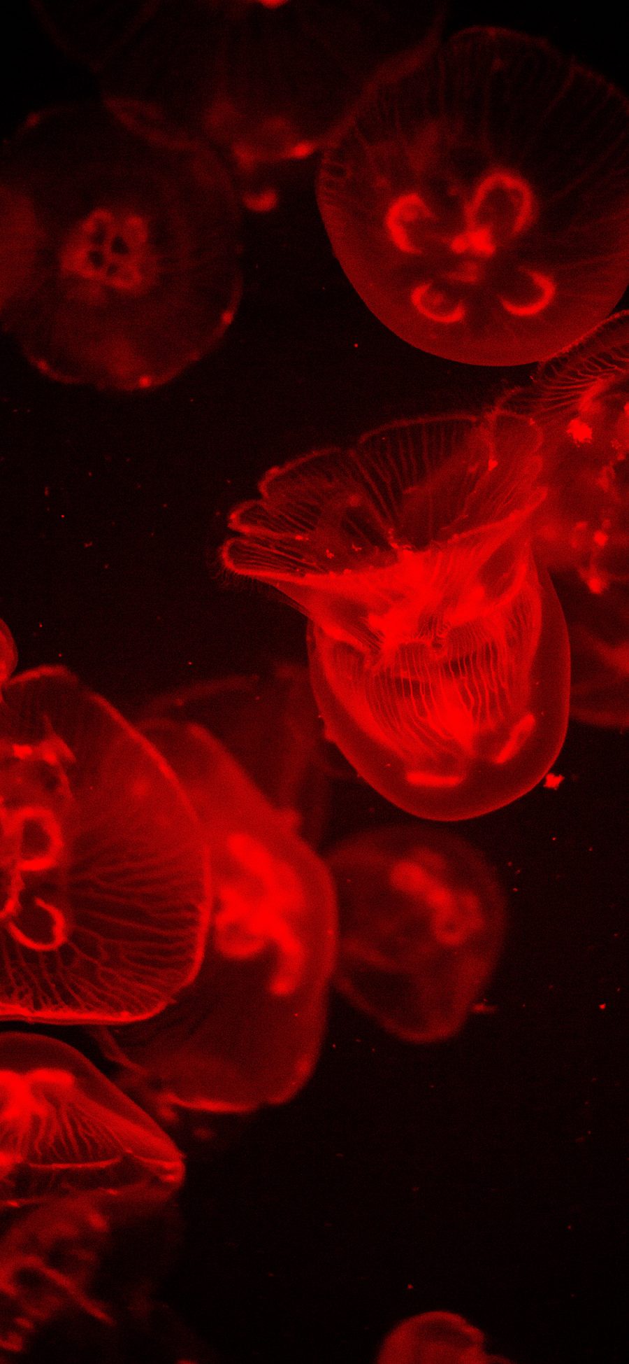 [2436×1125]水母 透明 浮游 红光 苹果手机壁纸图片