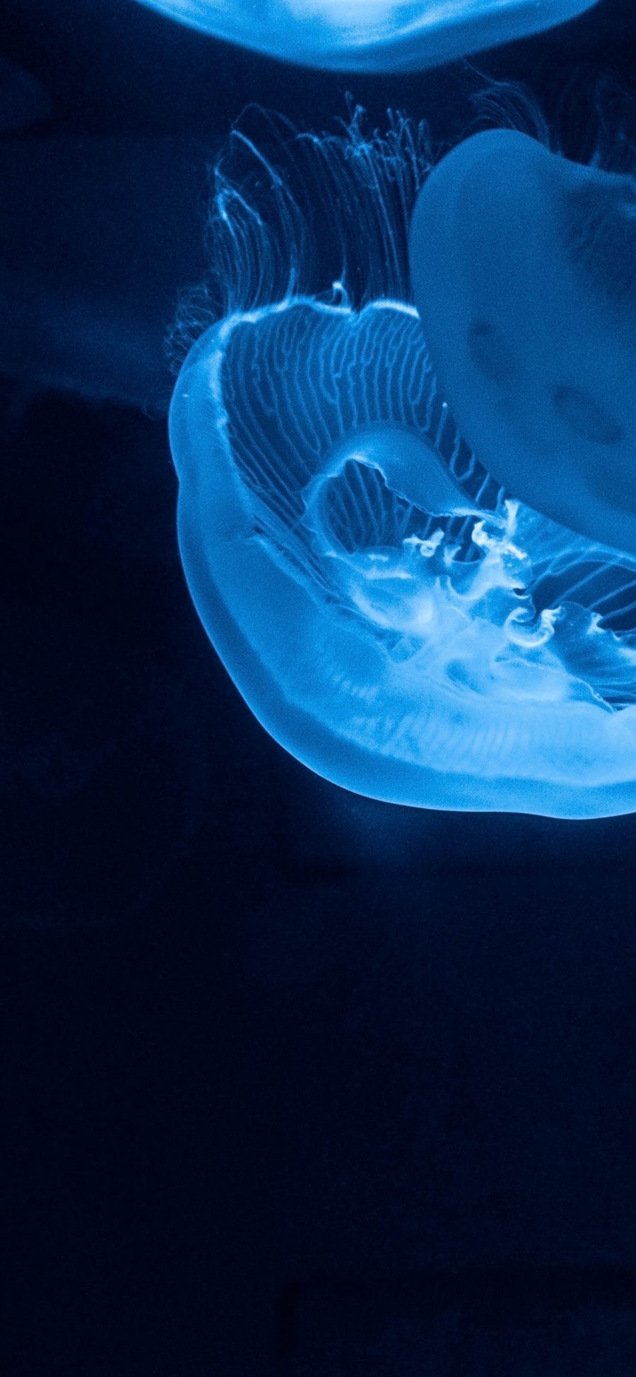 [2436×1125]水母 透明 海洋 浮游 苹果手机壁纸图片