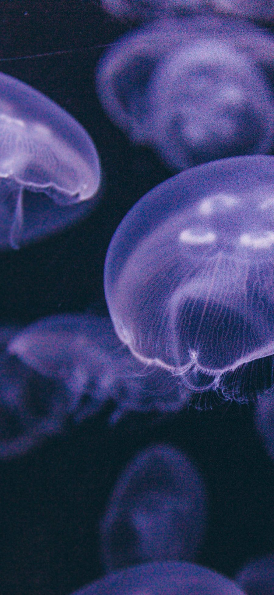 [2436×1125]水母 透明 海洋生物 浮游 苹果手机壁纸图片