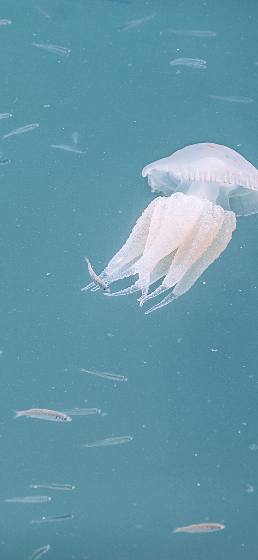 [2436×1125]水母 透明 鱼苗 海洋生物 苹果手机壁纸图片