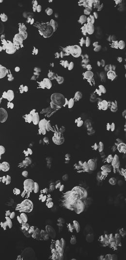 [2436x1125]水母 黑白 浮游 密集 苹果手机壁纸图片