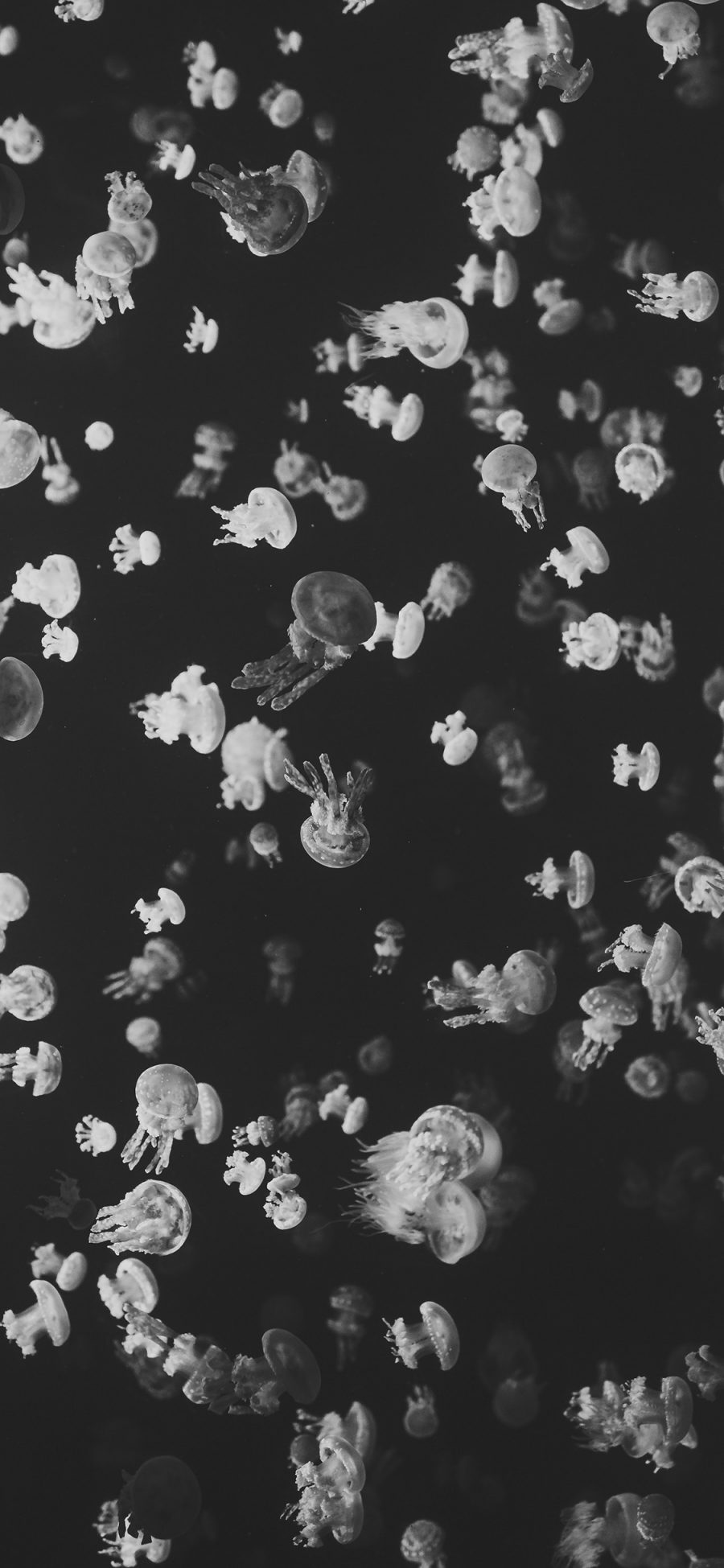 [2436×1125]水母 黑白 浮游 密集 苹果手机壁纸图片