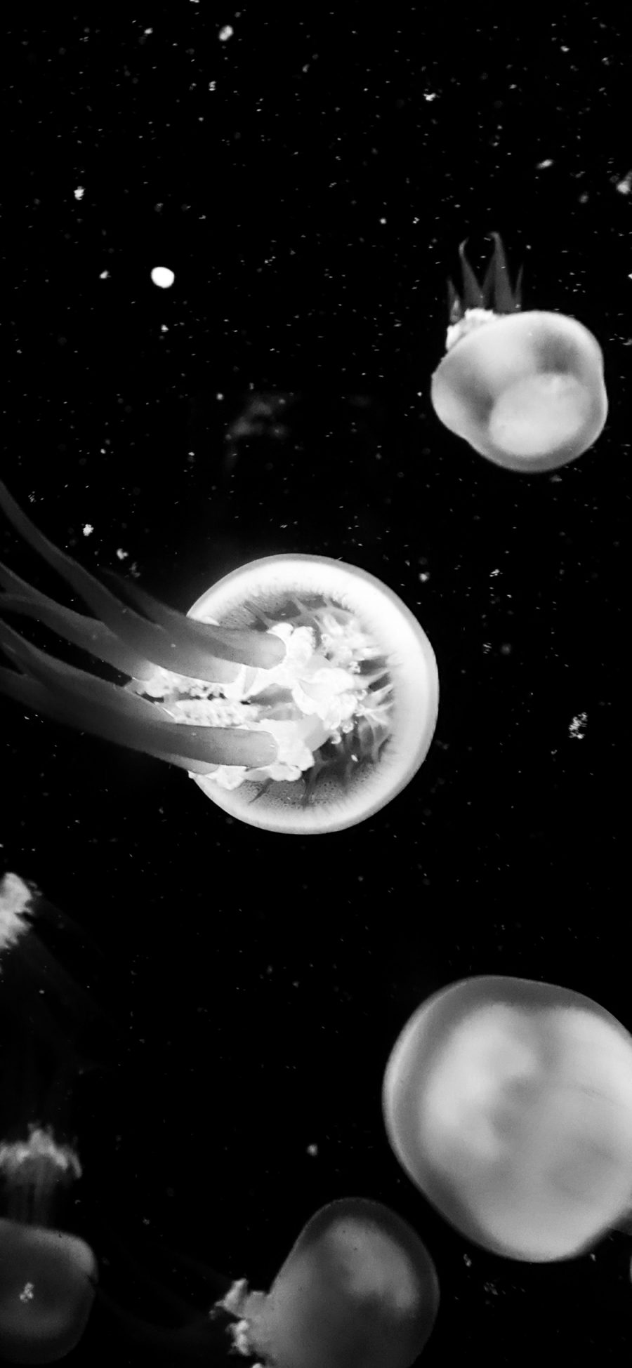 [2436×1125]水母 黑白 浮游 生物 触手 苹果手机壁纸图片