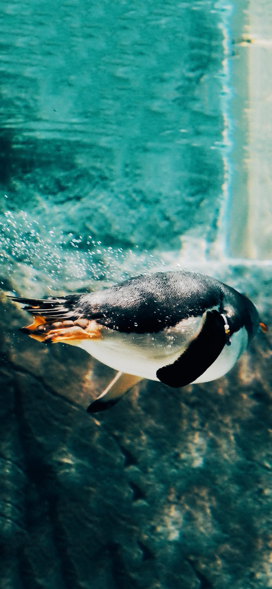 [2436×1125]水里 南极企鹅 游泳 觅食 苹果手机壁纸图片