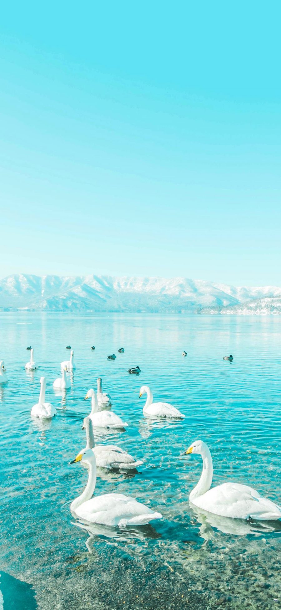 [2436×1125]水面 天鹅 湖水 飞鸟 苹果手机壁纸图片