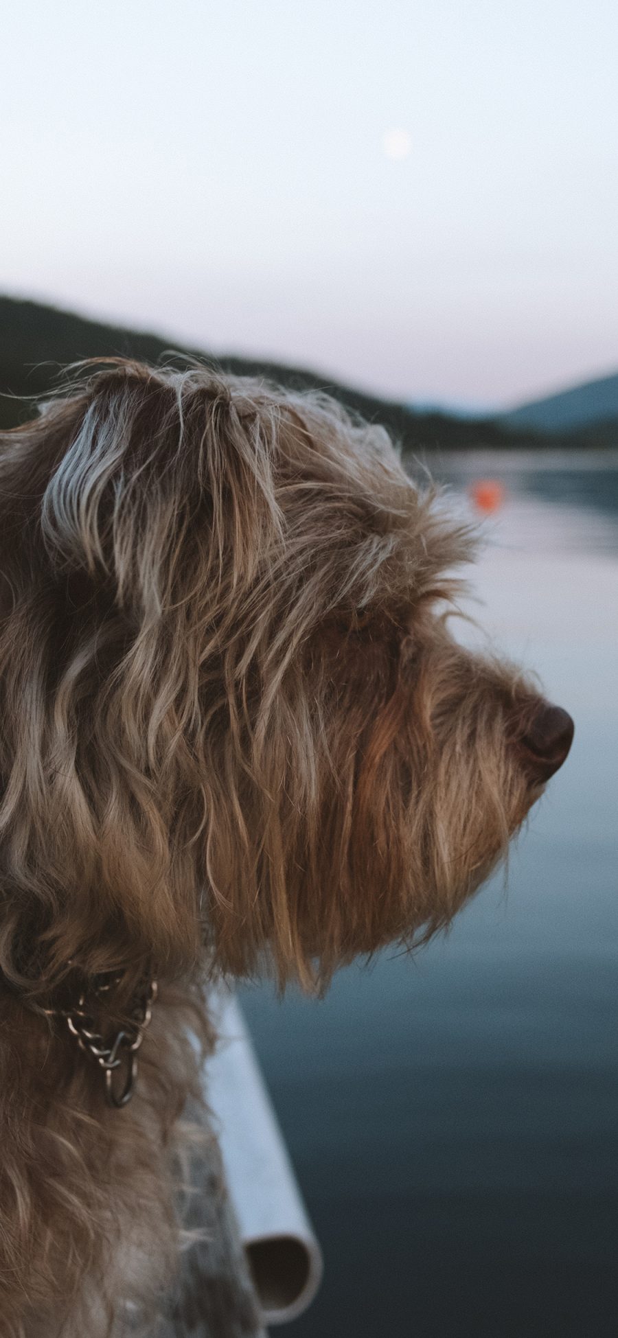 [2436×1125]水面 狗 犬类 宠物 侧面 苹果手机壁纸图片