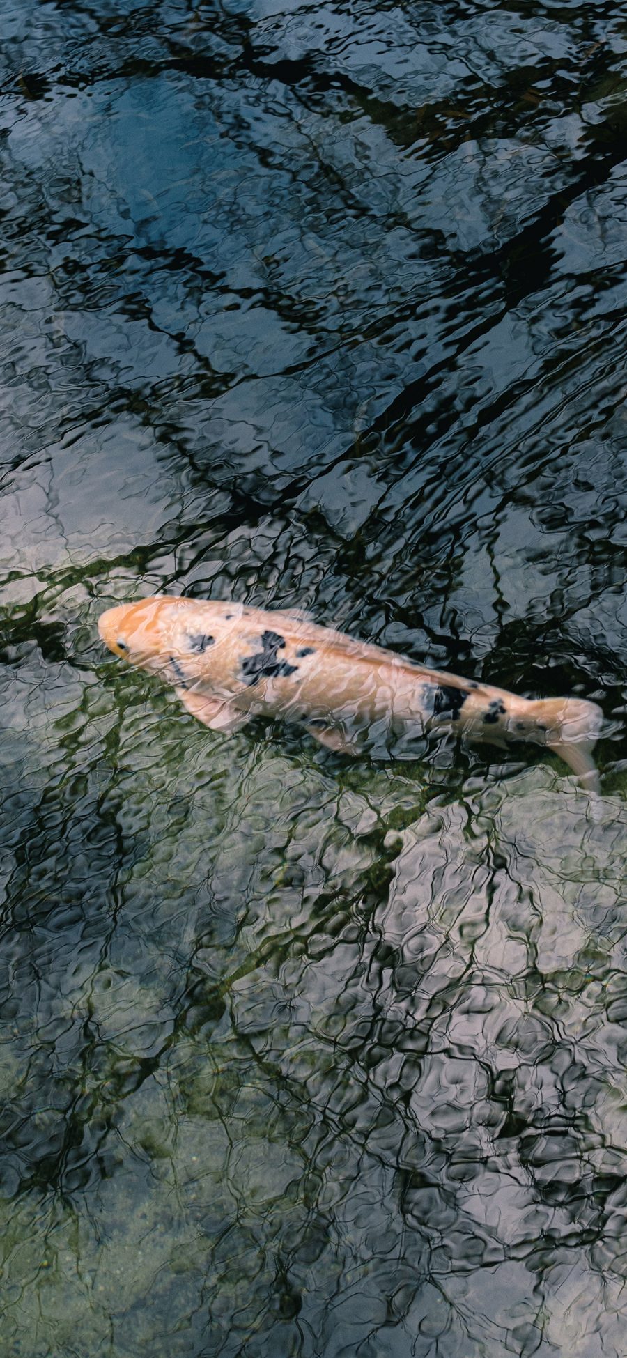 [2436×1125]水面 锦鲤 鱼塘 树荫 苹果手机壁纸图片