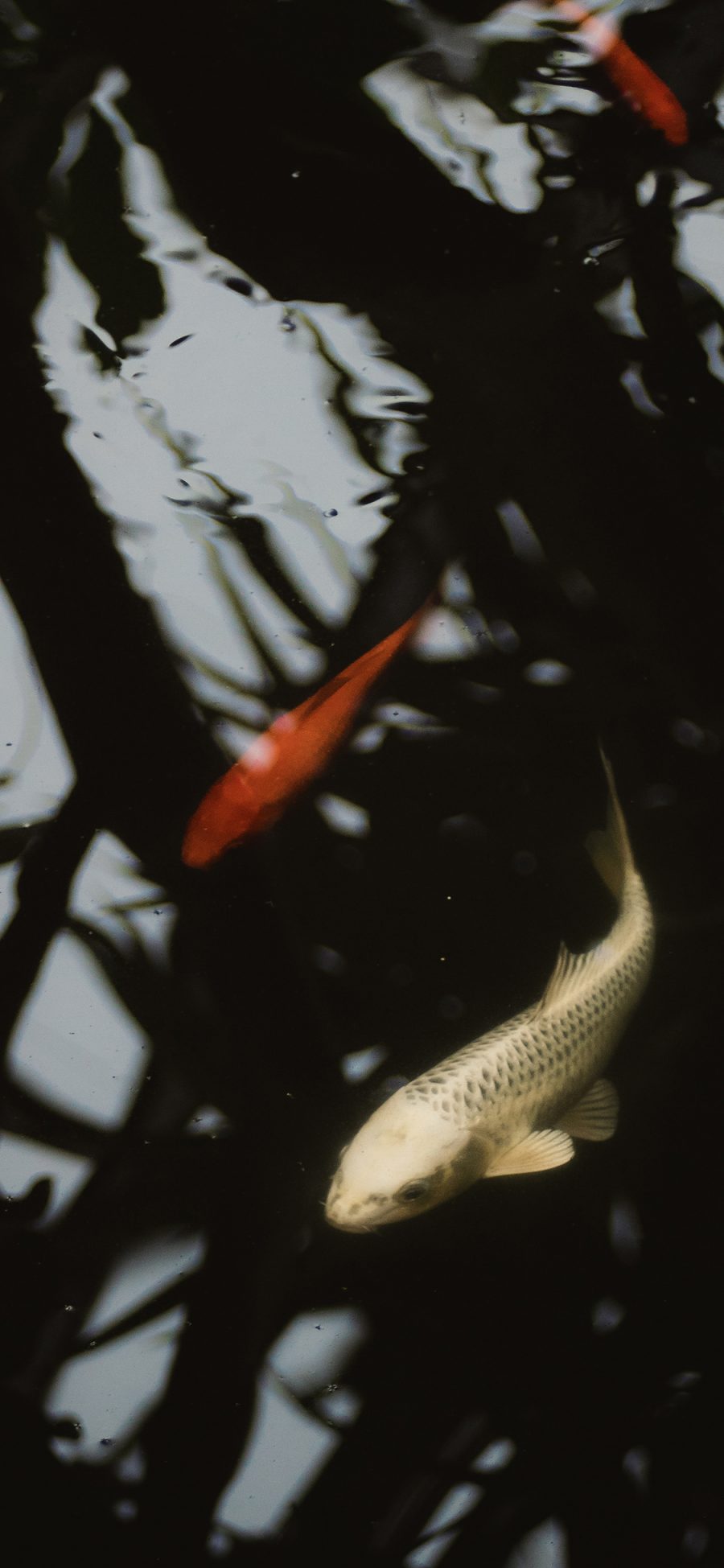[2436×1125]池塘 锦鲤 观赏鱼 水池 苹果手机壁纸图片