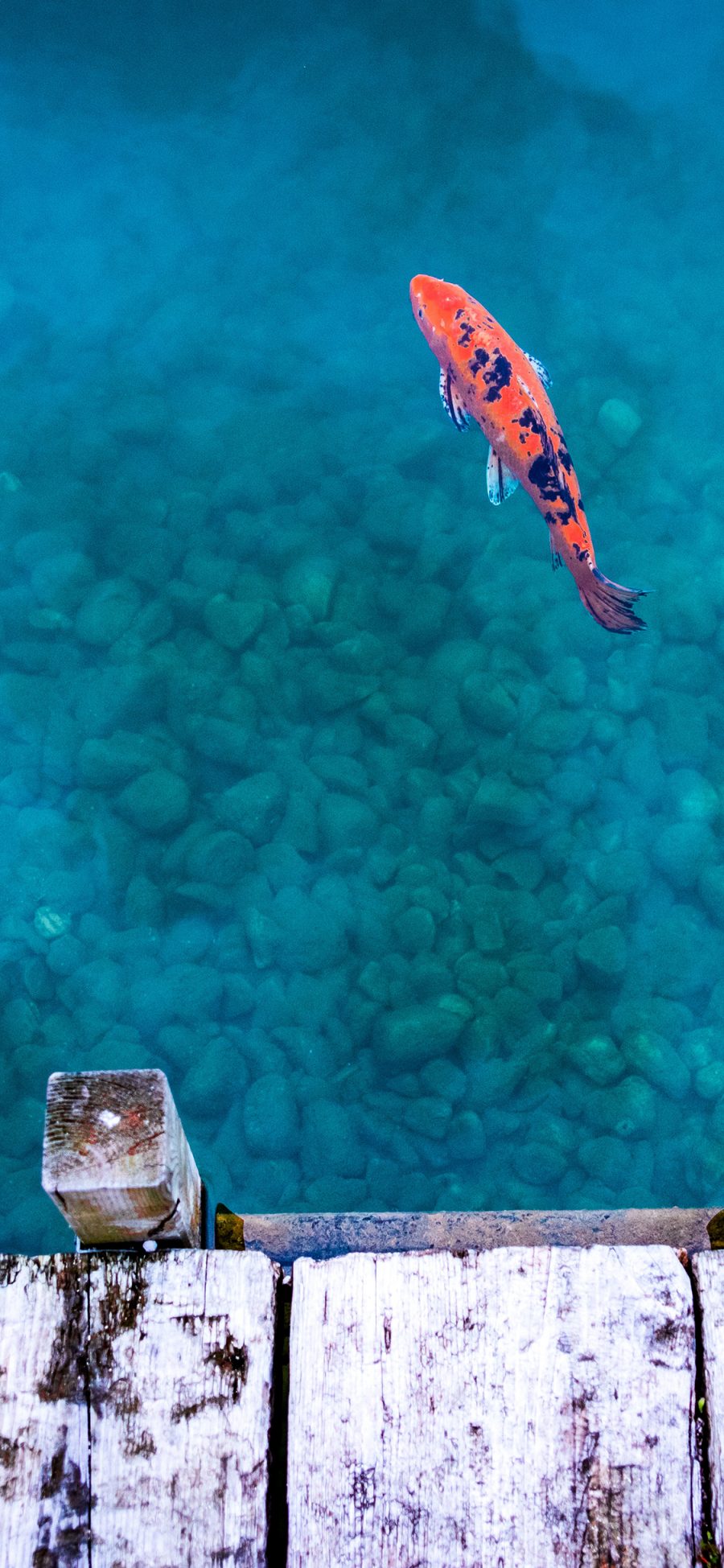 [2436×1125]池塘 锦鲤 鲤鱼 幸运 苹果手机壁纸图片