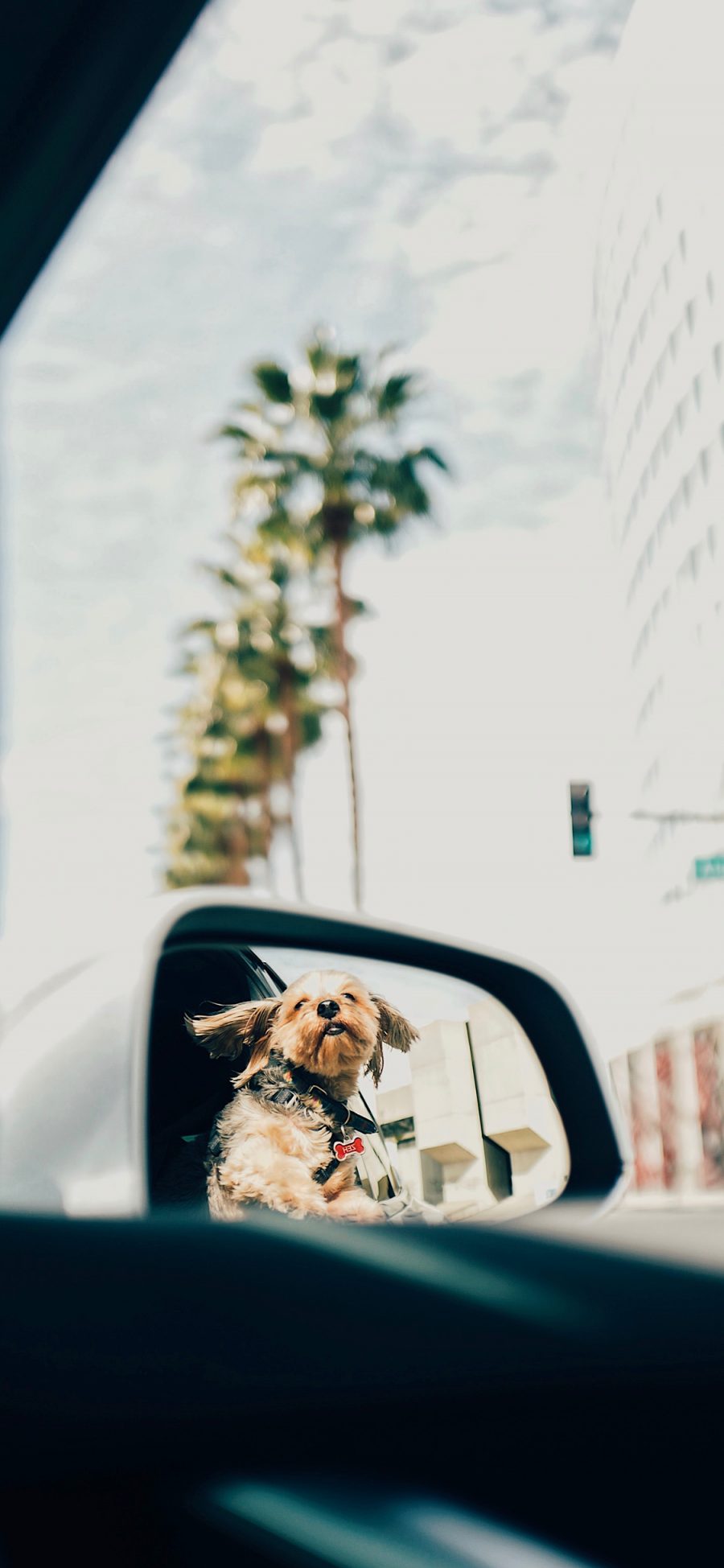 [2436×1125]汽车 前视镜 狗子 宠物狗 苹果手机壁纸图片