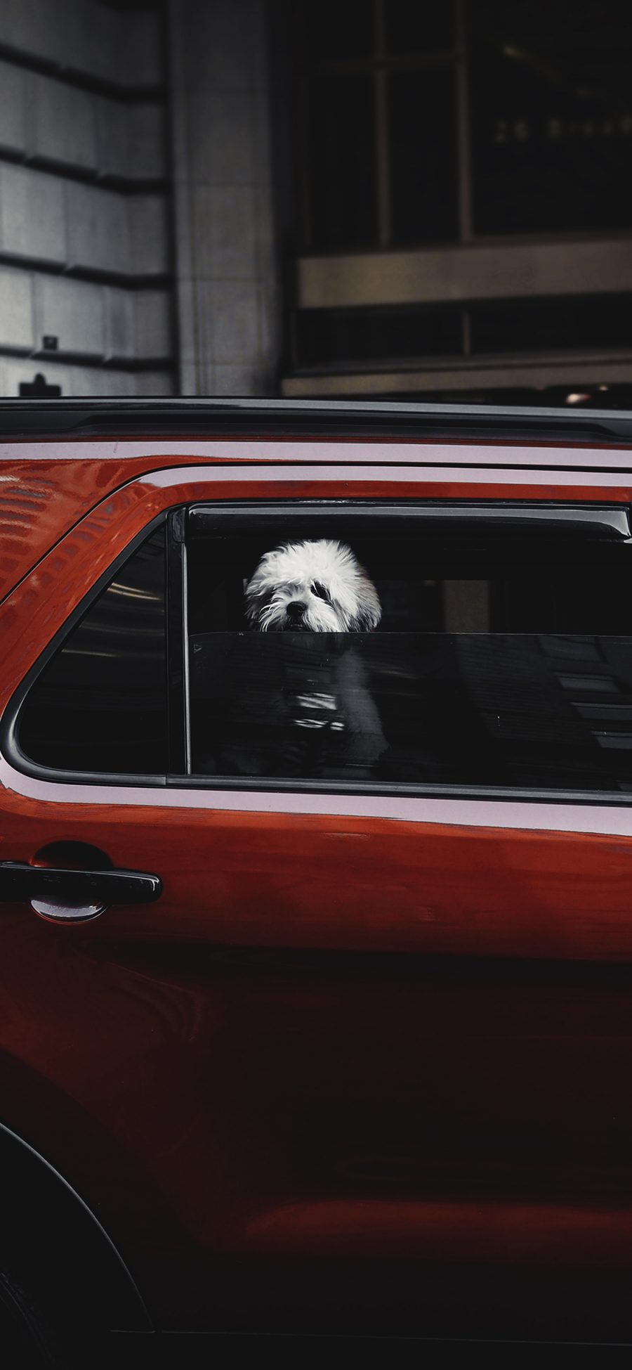 [2436×1125]汽车 红色 车窗 小狗 苹果手机壁纸图片