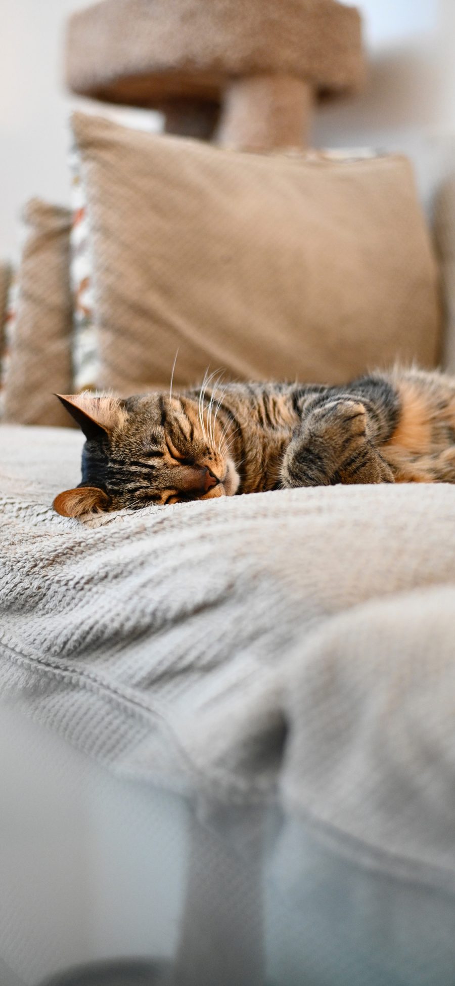 [2436×1125]沙发 宠物 猫咪 睡觉 苹果手机壁纸图片