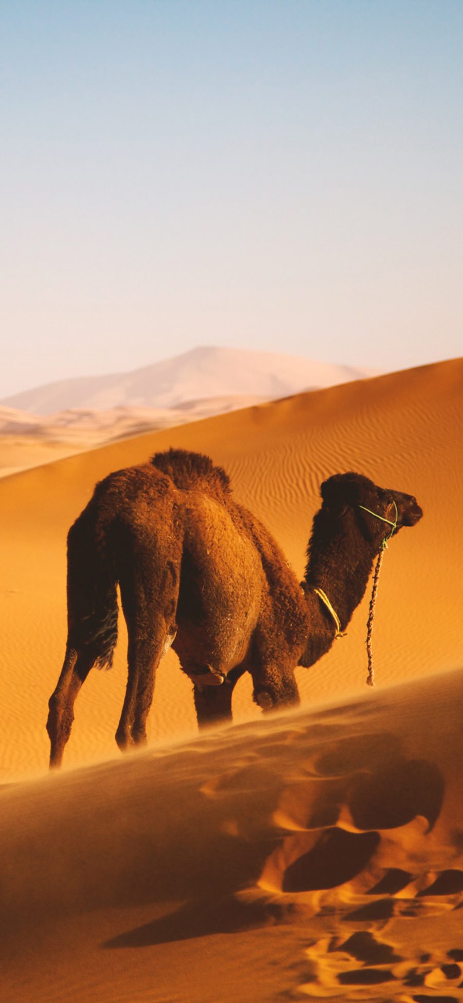 [2436×1125]沙漠 骆驼 沙漠之舟 行走 苹果手机壁纸图片