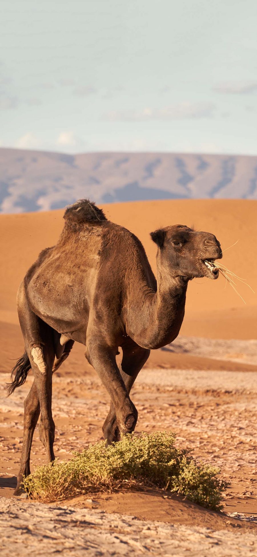 [2436×1125]沙漠 骆驼 食草 沙漠之舟 代步 苹果手机壁纸图片