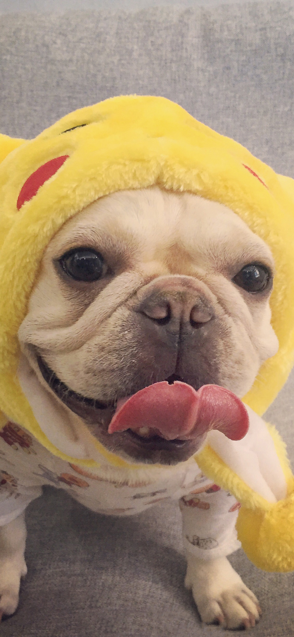 [2436×1125]法国斗牛犬 汪星人 可爱 宠物 萌 吐舌 苹果手机壁纸图片