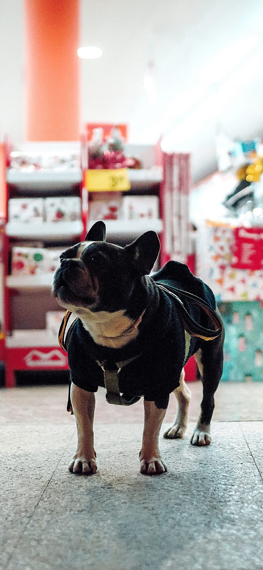 [2436×1125]法国斗牛犬 汪星人 狗 宠物 商店 苹果手机壁纸图片