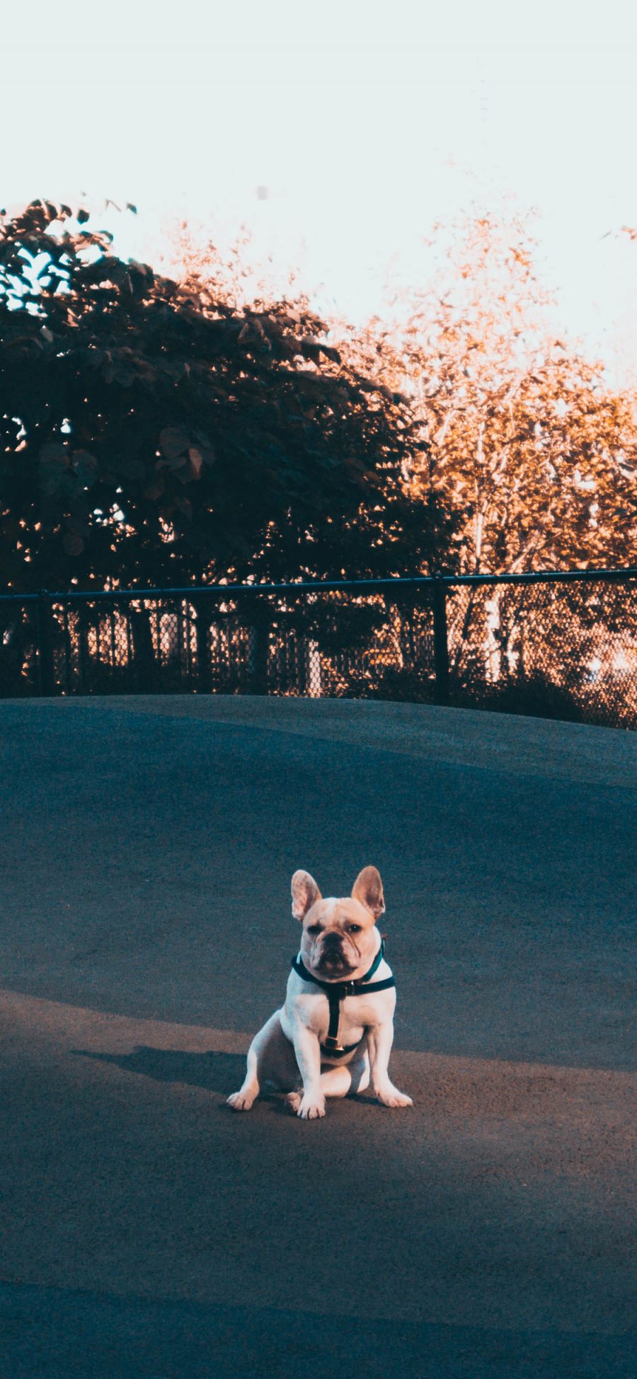 [2436×1125]法国斗牛犬 狗 可爱 宠物 萌 苹果手机壁纸图片