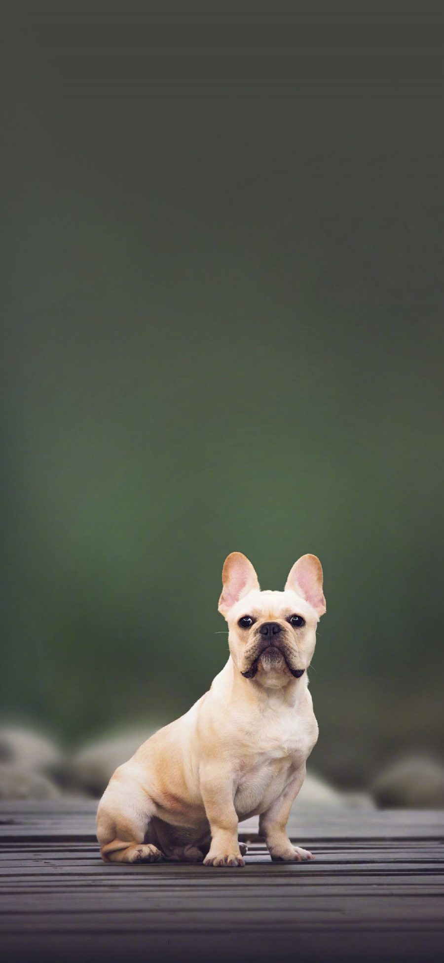 [2436×1125]法国斗牛犬 狗 宠物 可爱 汪星人 苹果手机壁纸图片