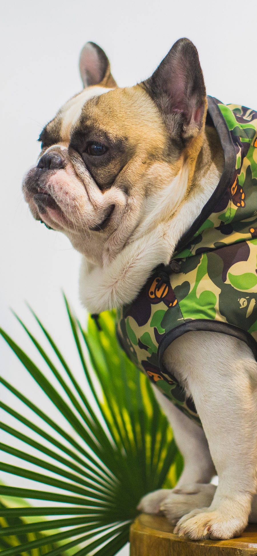 [2436×1125]法国斗牛犬 狗 汪星人 宠物 潮服 迷彩 苹果手机壁纸图片