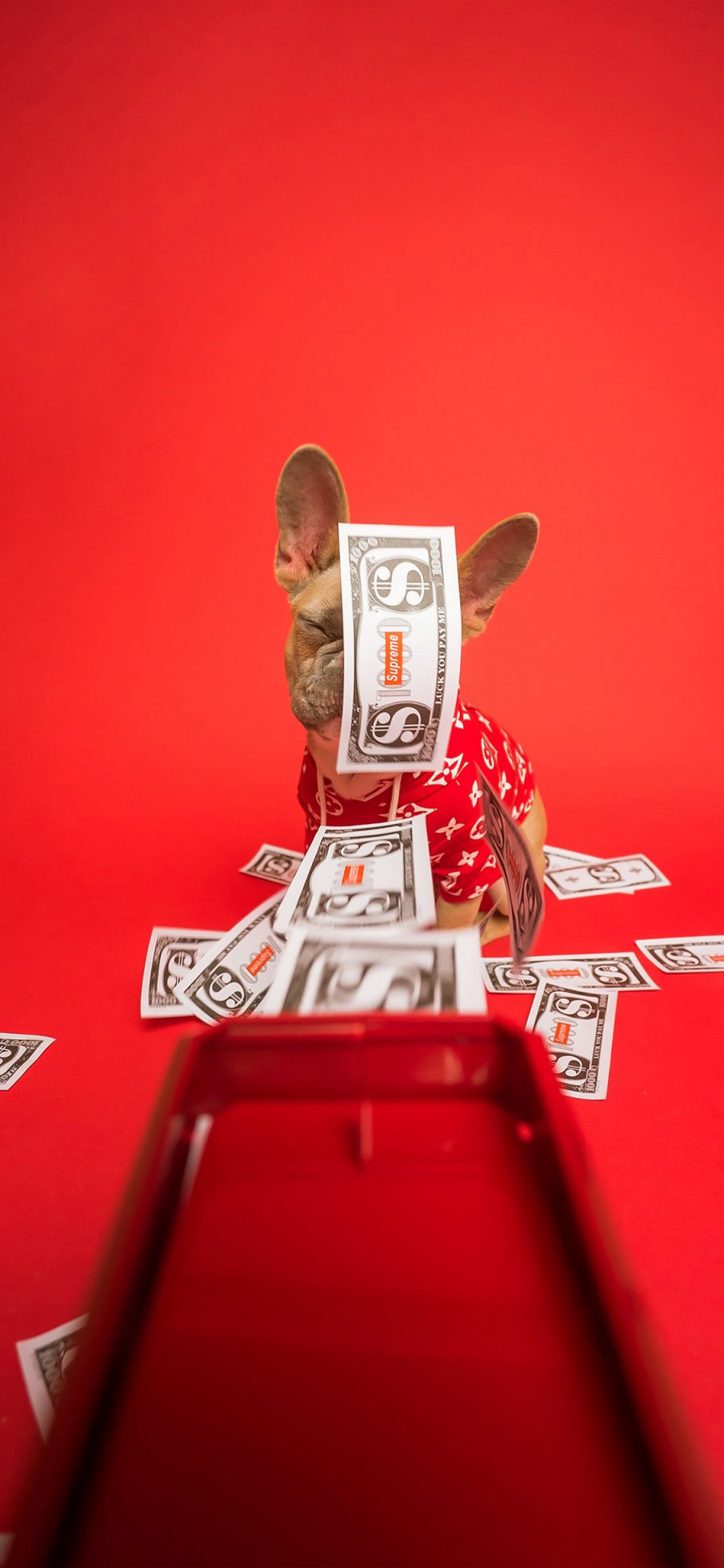 [2436×1125]法斗 钞票 红色 犬 汪星人 宠物 苹果手机壁纸图片