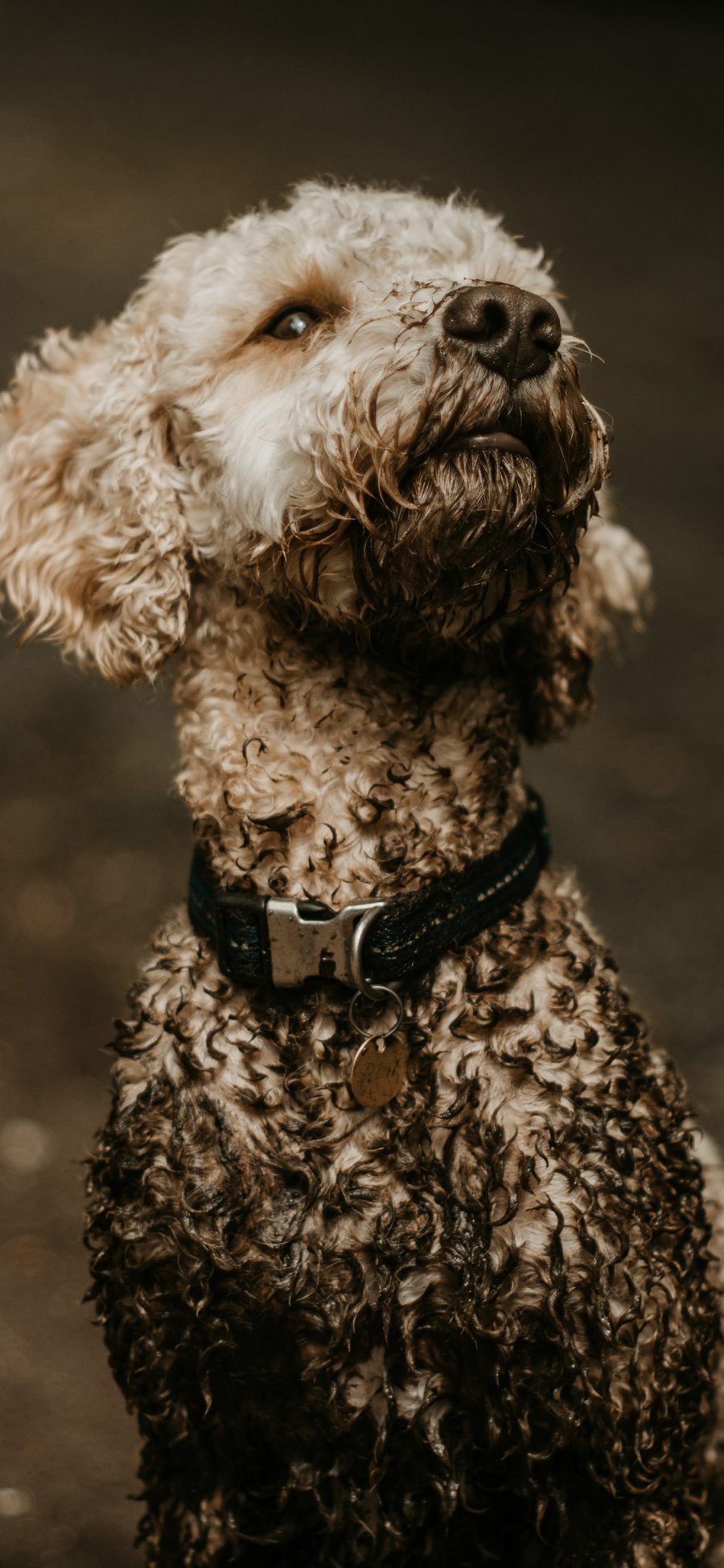 [2436×1125]泰迪 犬类 宠物 脏兮兮 苹果手机壁纸图片