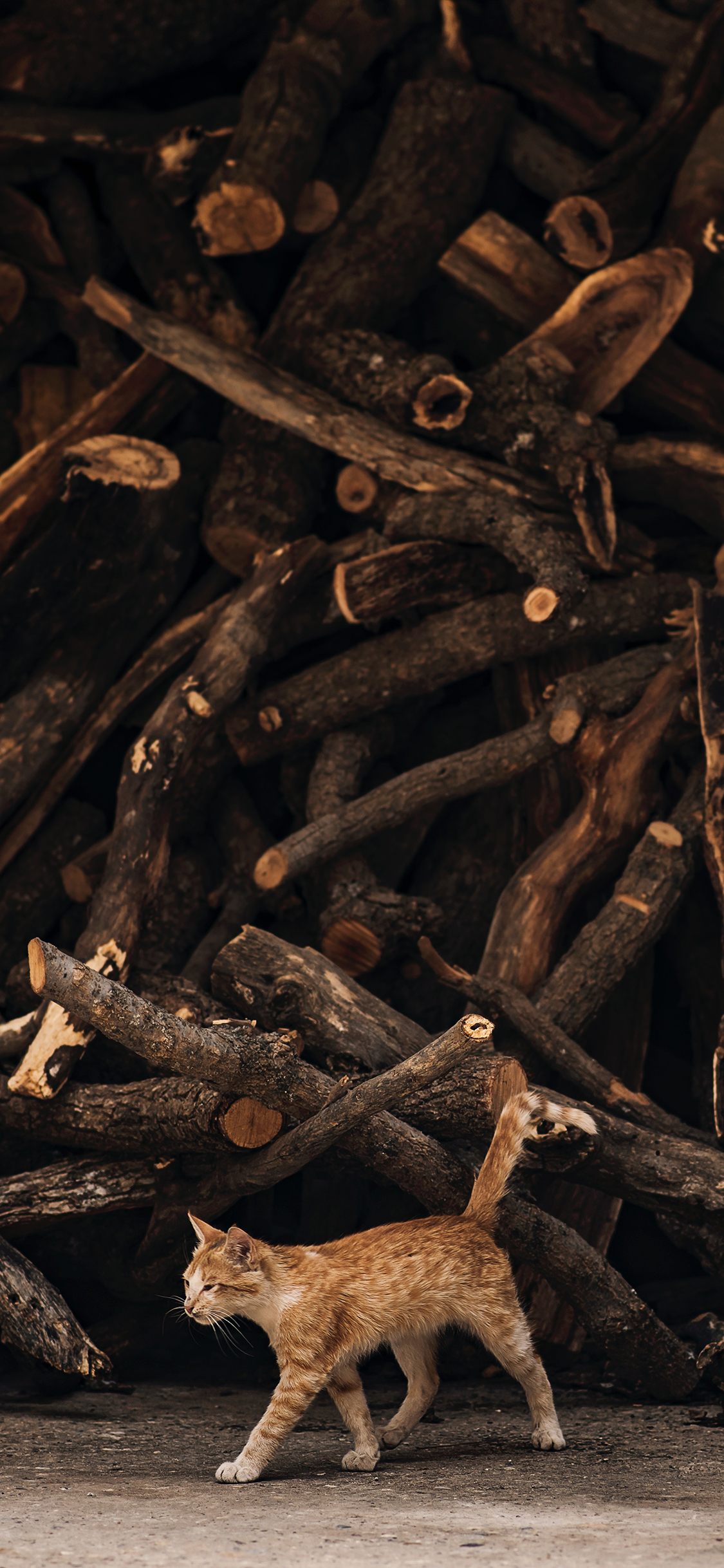 [2436×1125]流浪猫 橘猫 木柴 柴堆 苹果手机壁纸图片