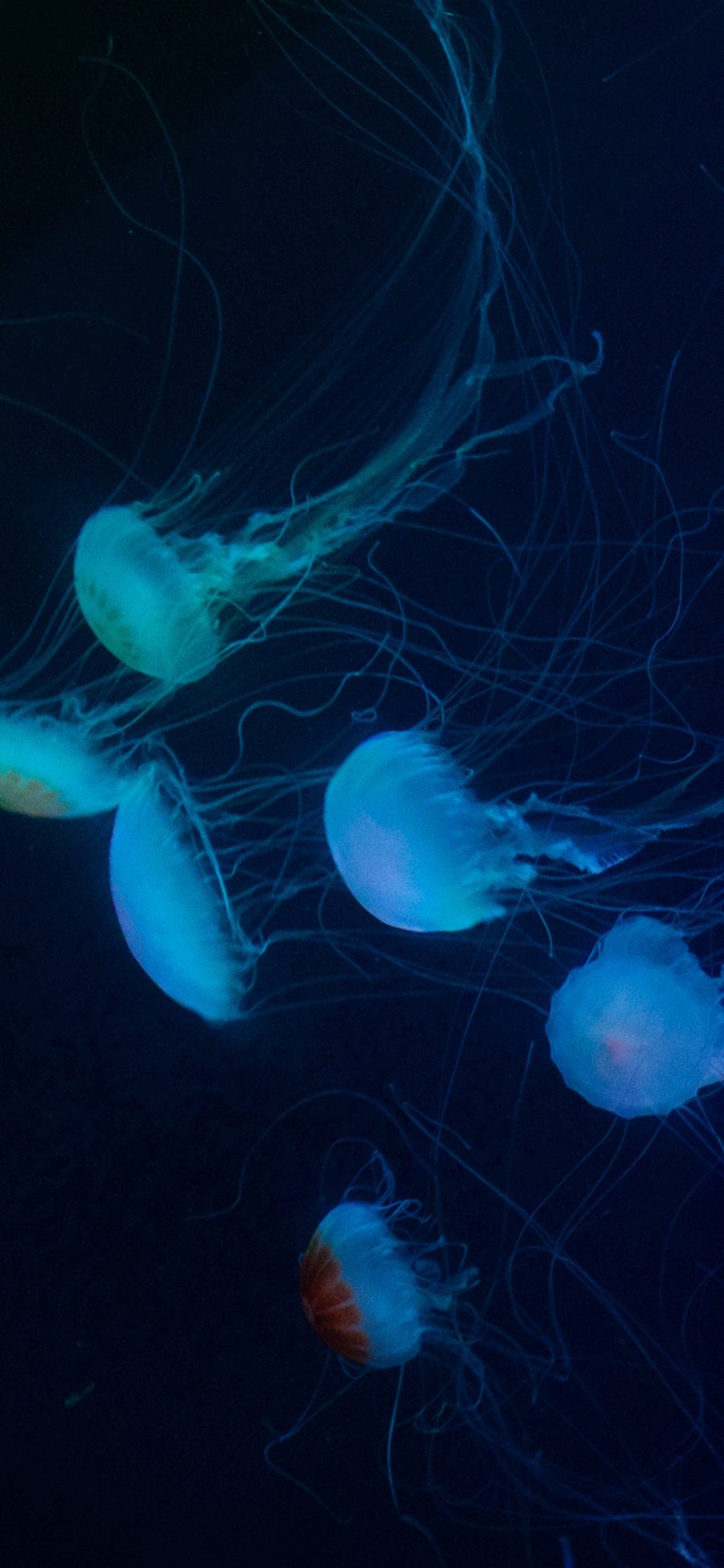 [2436×1125]浮游 水母 触手 海洋生物 苹果手机壁纸图片