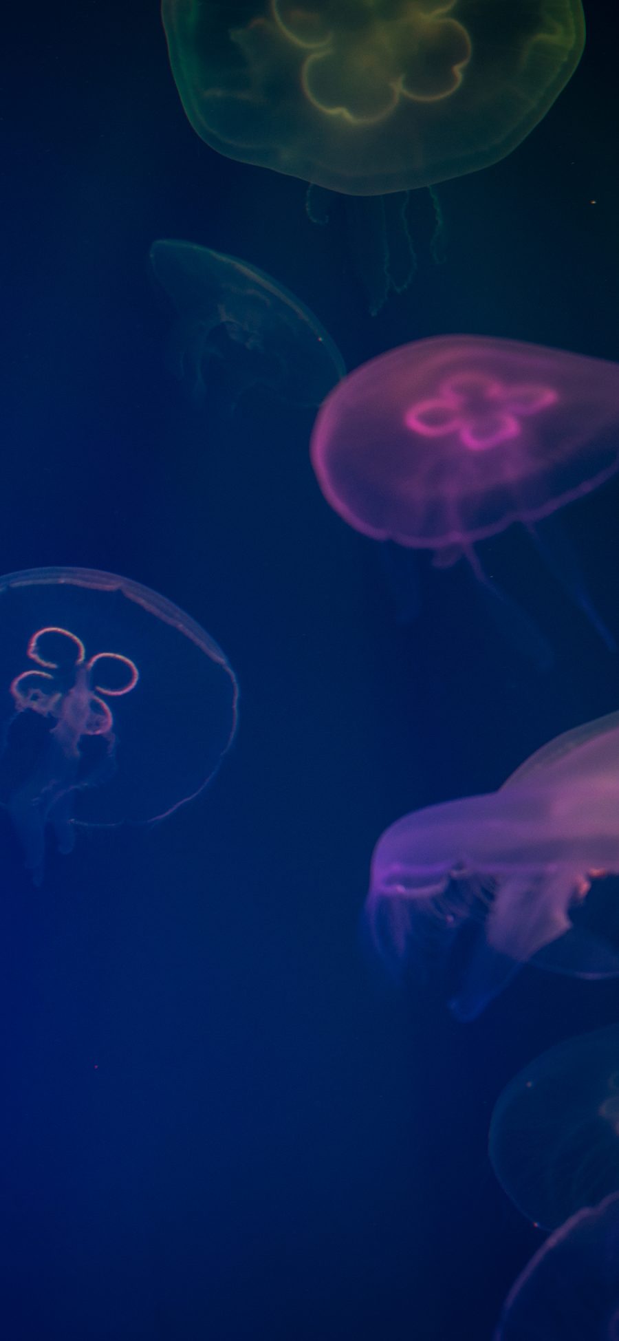 [2436×1125]浮游 海洋生物 水母 苹果手机壁纸图片