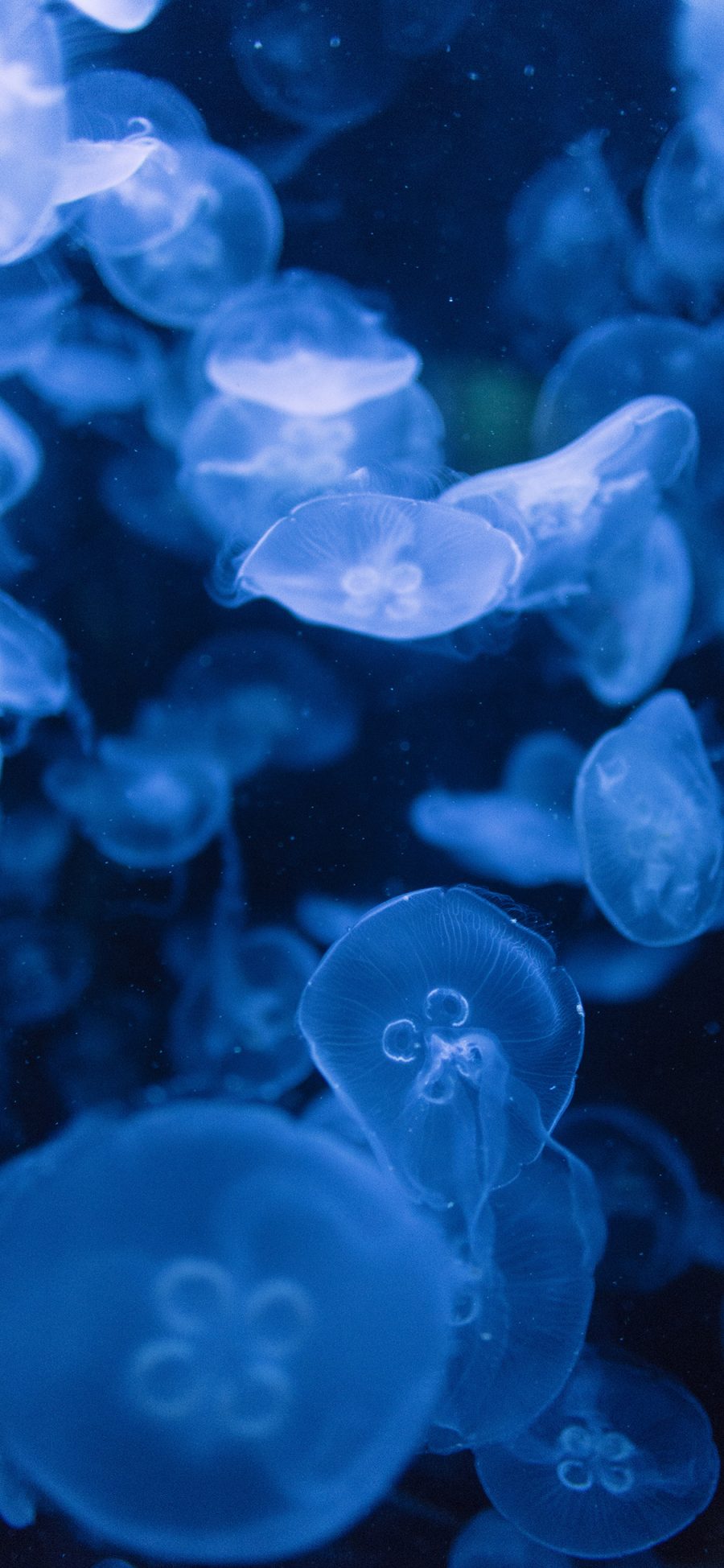 [2436×1125]浮游 海洋生物 水母 密集 苹果手机壁纸图片
