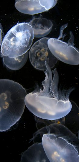 [2436x1125]浮游 触手 水母 透明 苹果手机壁纸图片
