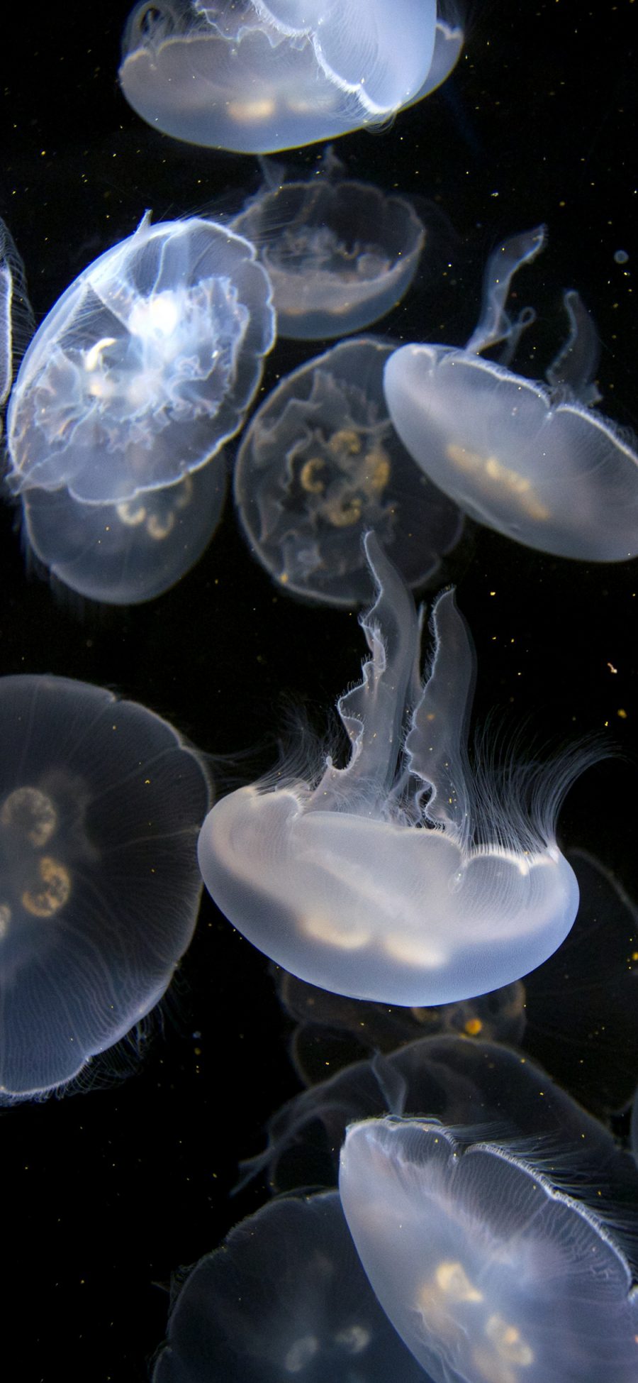 [2436×1125]浮游 触手 水母 透明 苹果手机壁纸图片