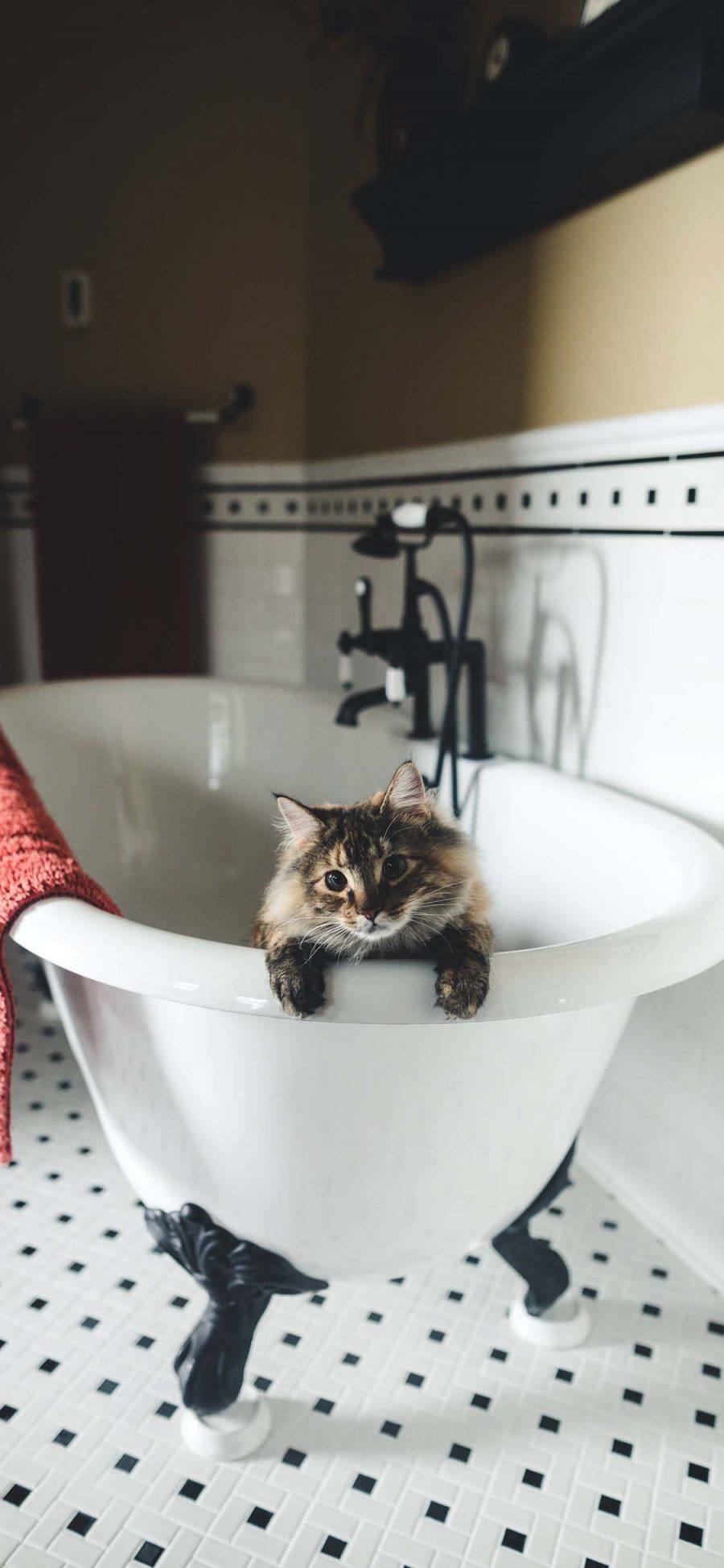 [2436×1125]浴室 浴缸 宠物 猫咪 苹果手机壁纸图片