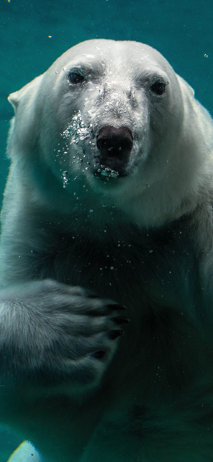 [2436×1125]海底 北极熊 皮毛 打招呼 苹果手机壁纸图片