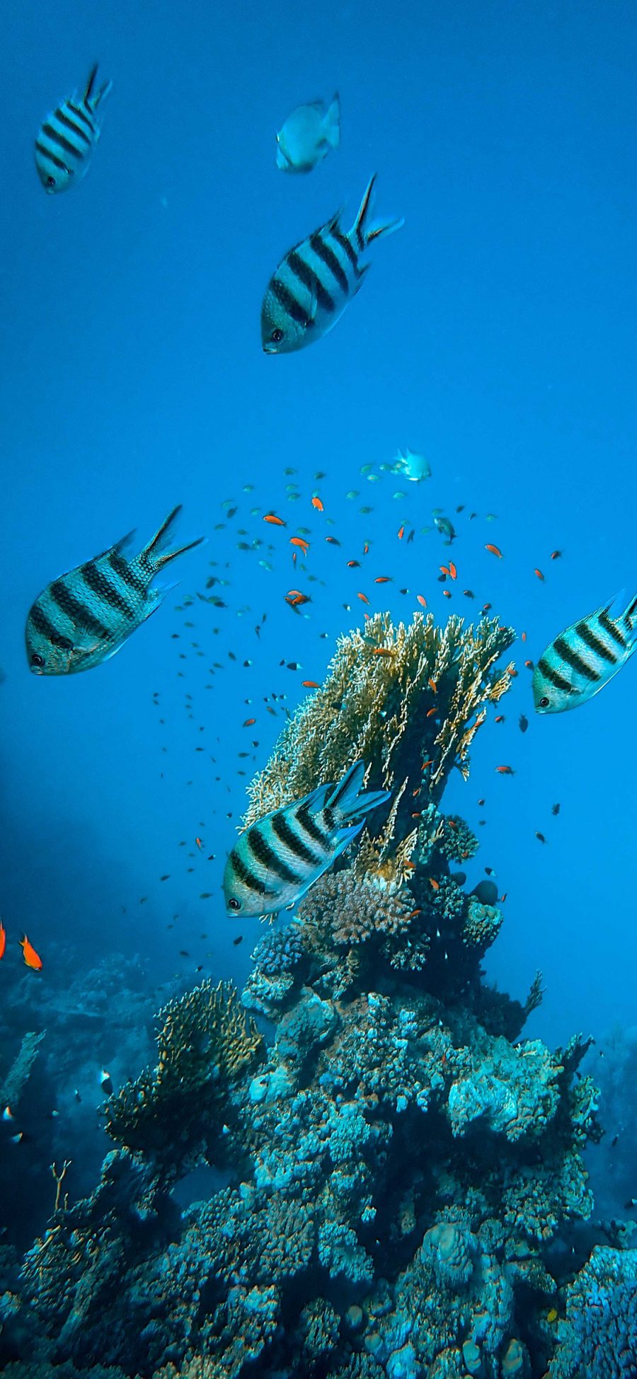 [2436×1125]海底 海洋 鱼群 珊瑚礁 苹果手机壁纸图片