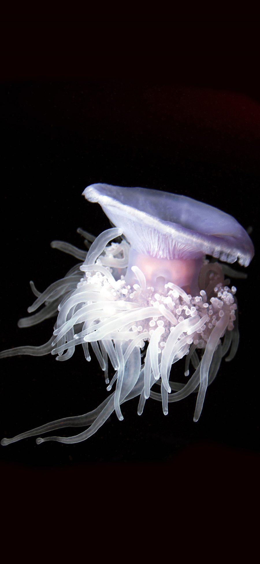 [2436×1125]海底 海洋生物 水母 漂浮 苹果手机壁纸图片