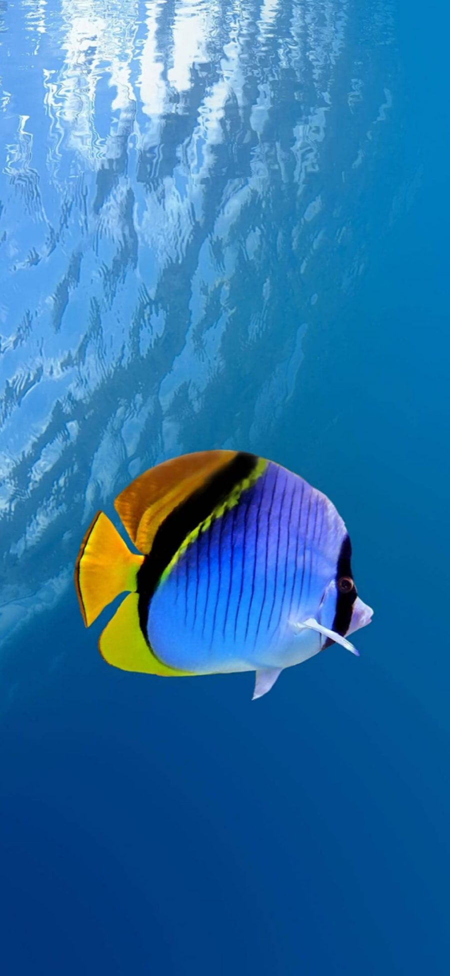 [2436×1125]海底 海洋生物 海鱼 观赏鱼 苹果手机壁纸图片