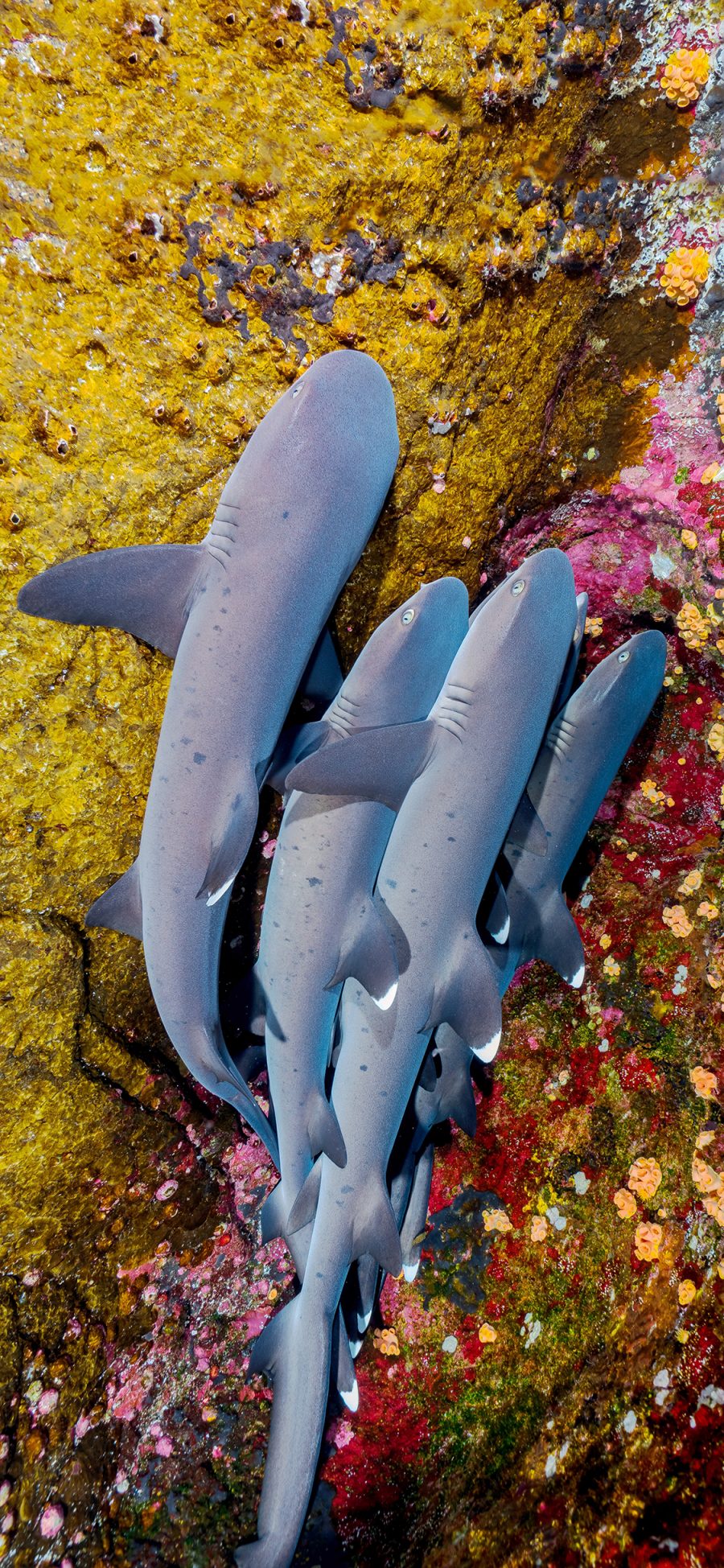 [2436×1125]海底 海洋生物 珊瑚 鲨鱼 苹果手机壁纸图片