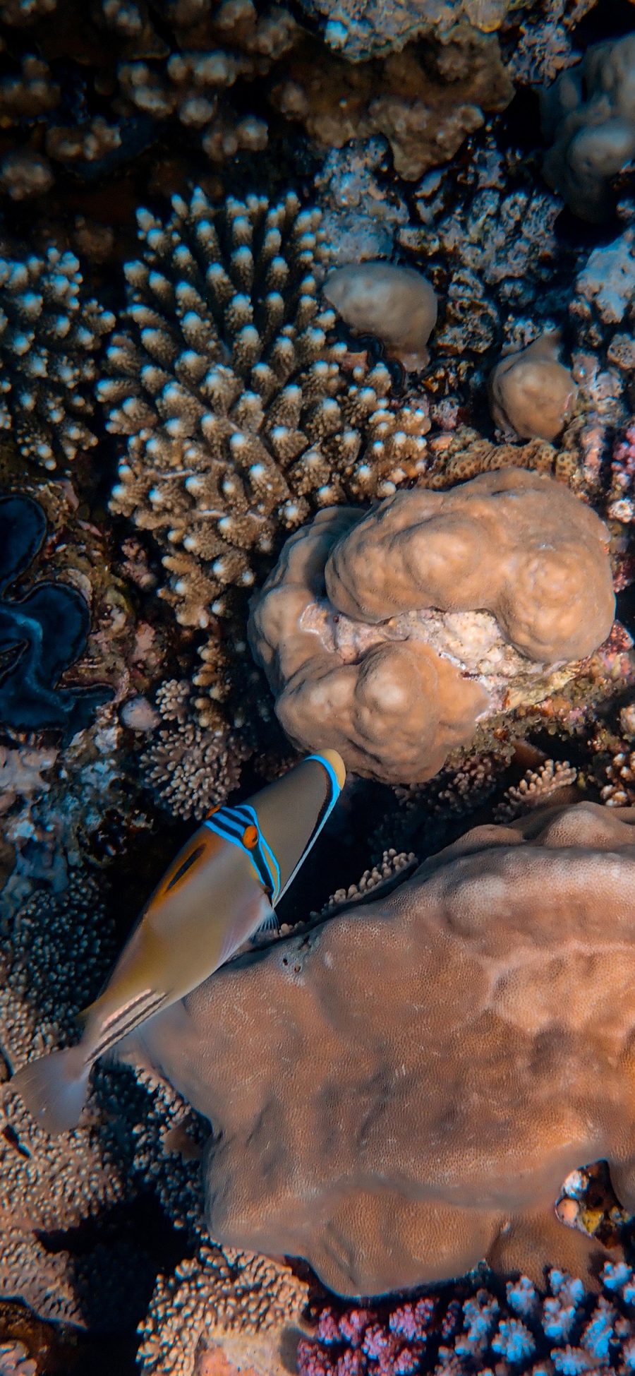[2436×1125]海底世界 海洋生物 海鱼 珊瑚 苹果手机壁纸图片