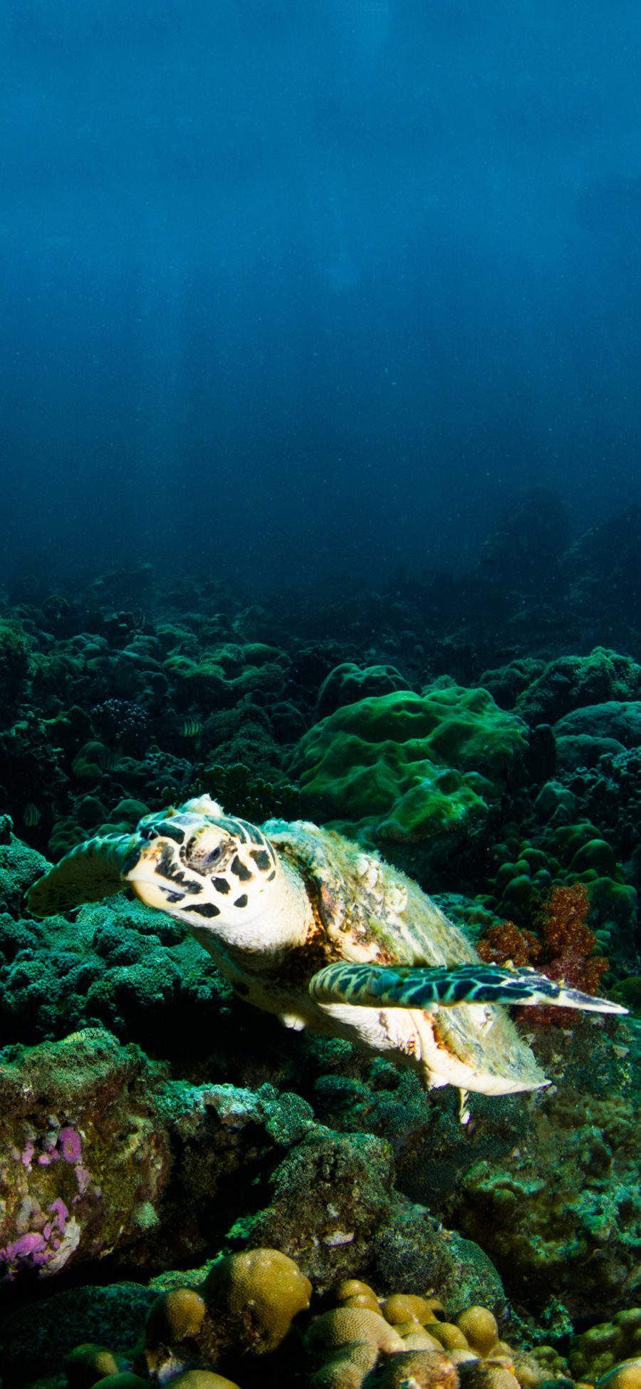 [2436×1125]海底世界 海洋生物 珊瑚 海龟 苹果手机壁纸图片
