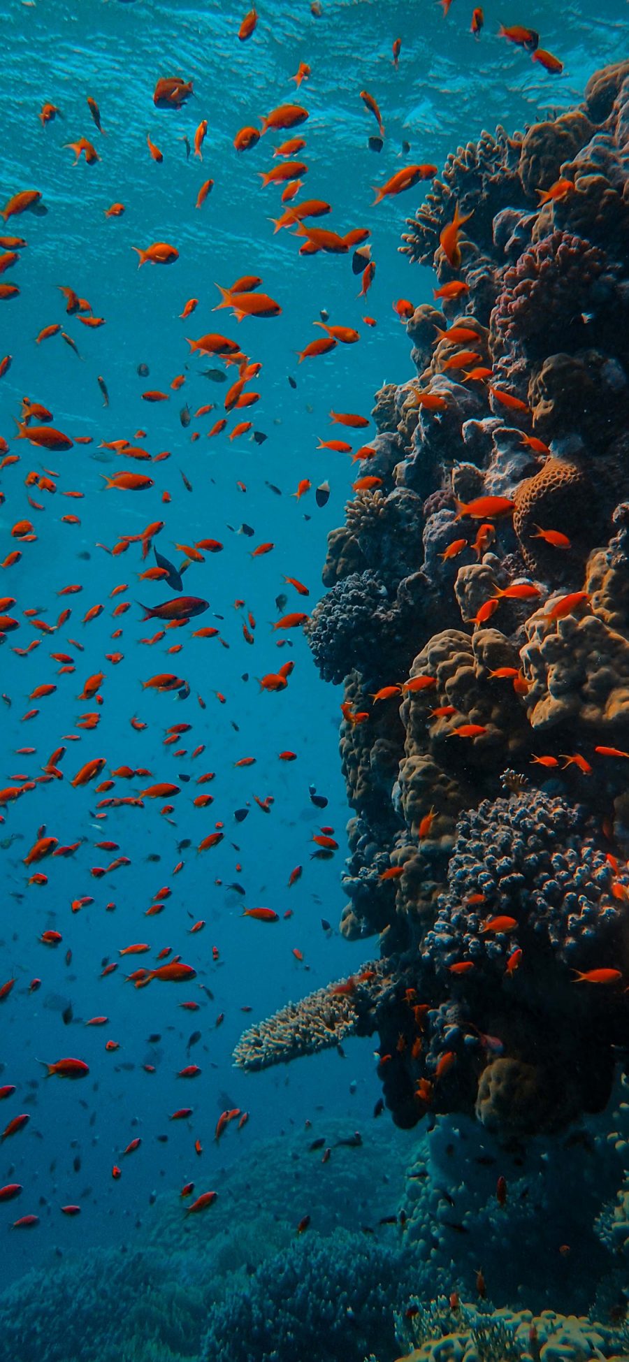 [2436×1125]海底世界 海鱼 鱼群 珊瑚 苹果手机壁纸图片