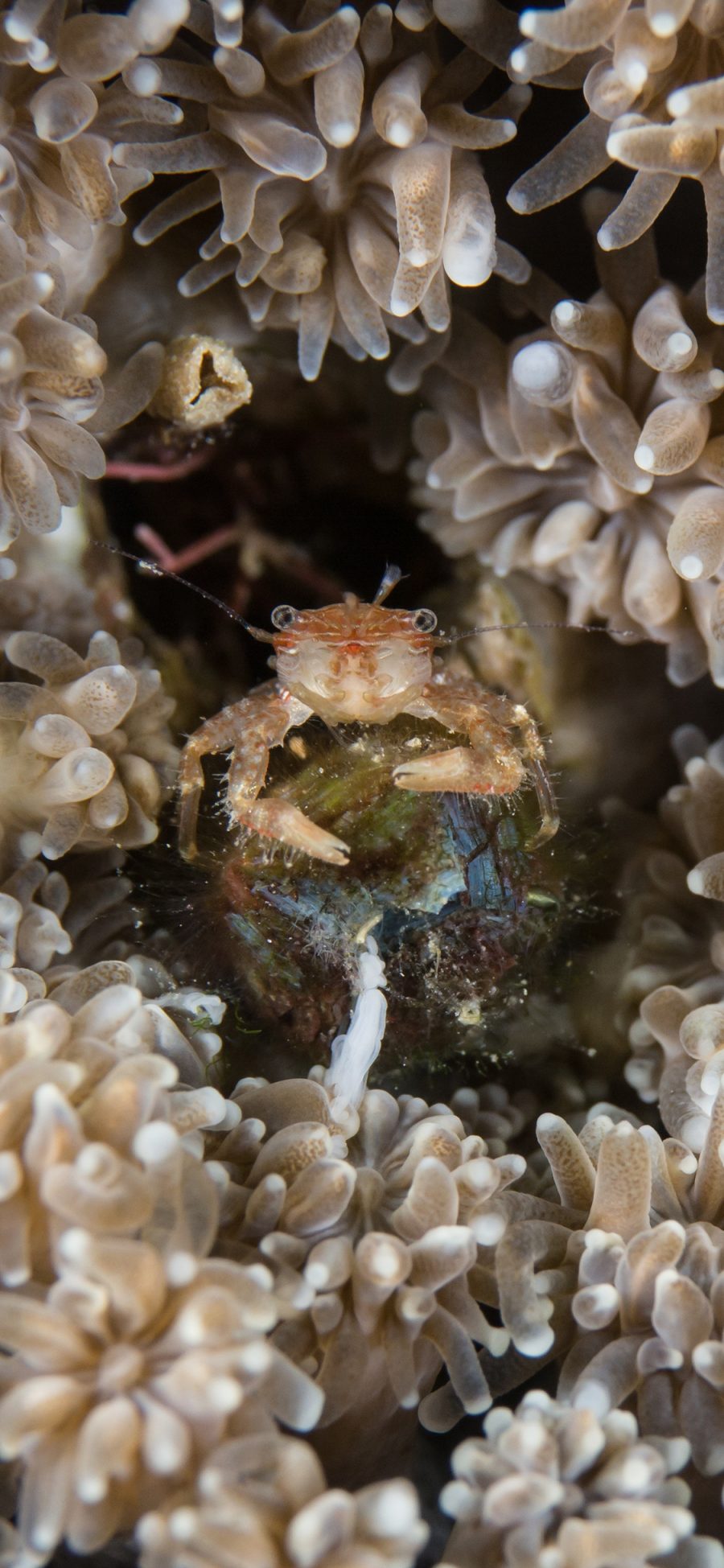 [2436×1125]海底世界 珊瑚 寄居蟹 苹果手机壁纸图片