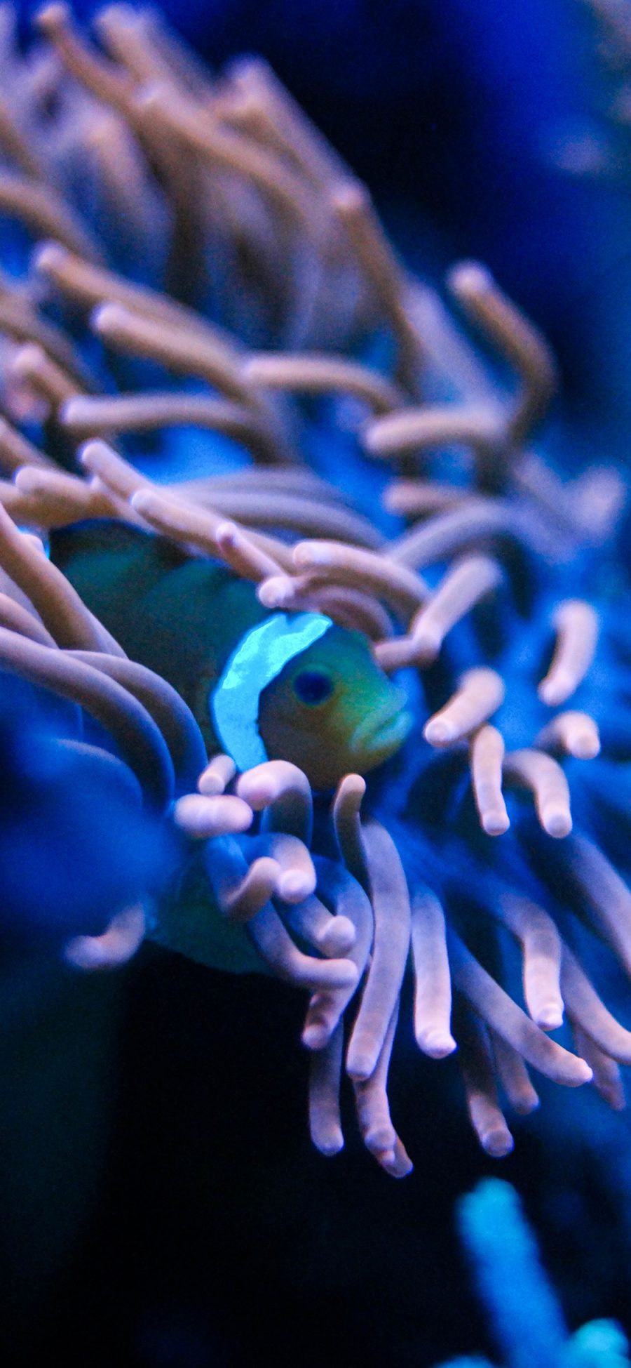 [2436×1125]海底世界 珊瑚 海鱼 小丑鱼 苹果手机壁纸图片