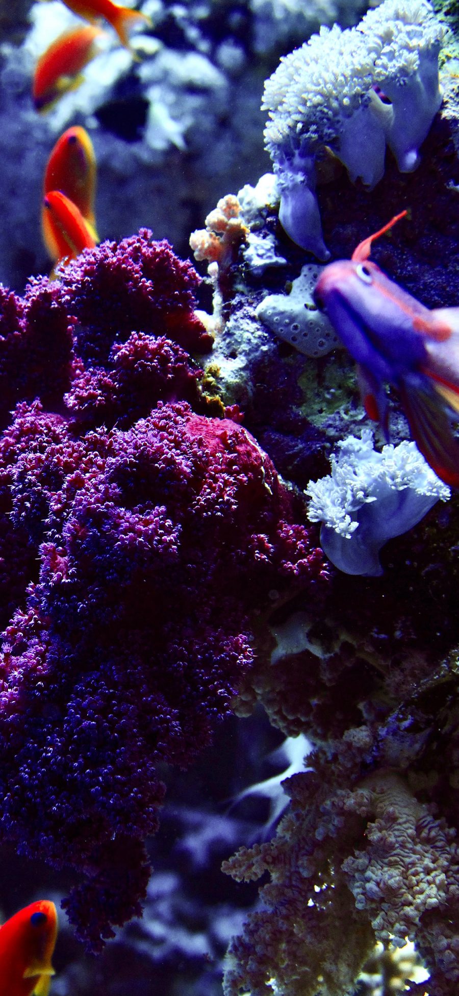 [2436×1125]海底世界 珊瑚 海鱼 鱼群 苹果手机壁纸图片