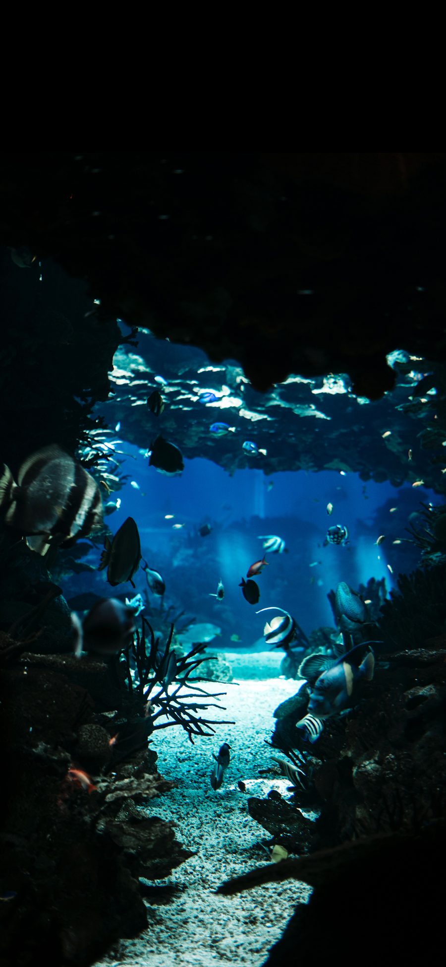 [2436×1125]海底世界 珊瑚 鱼群 海鱼 苹果手机壁纸图片